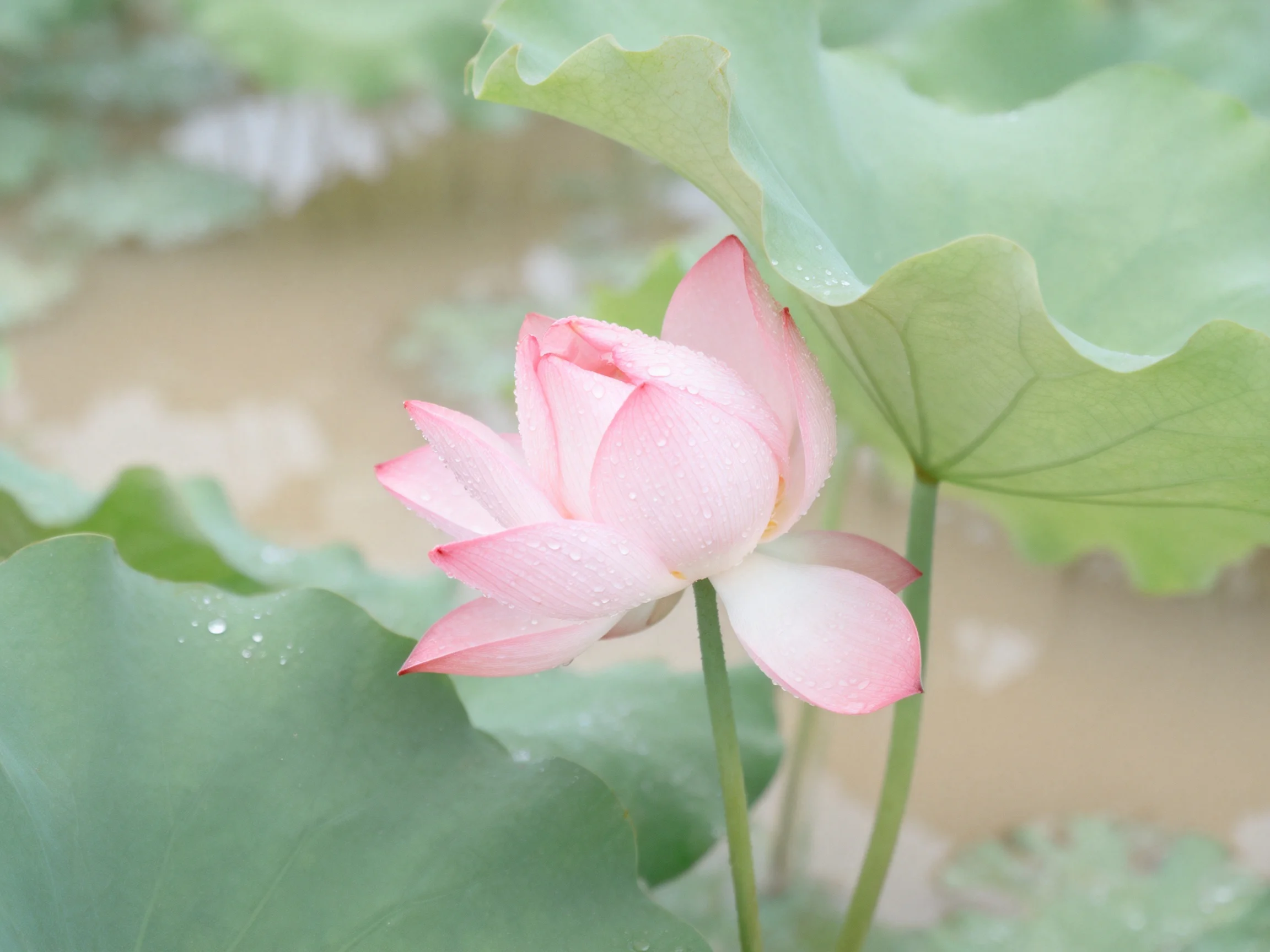 A pink lotus flower blooms among large green lily pads near calm water