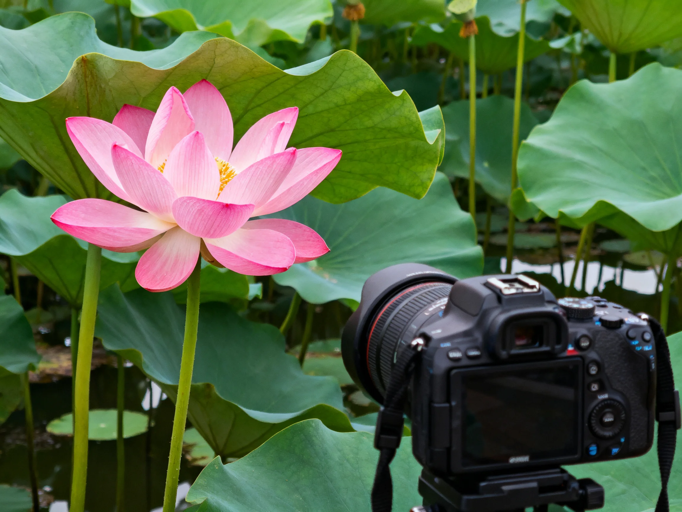 A pink lotus flower near large green lily pads with a DSLR camera