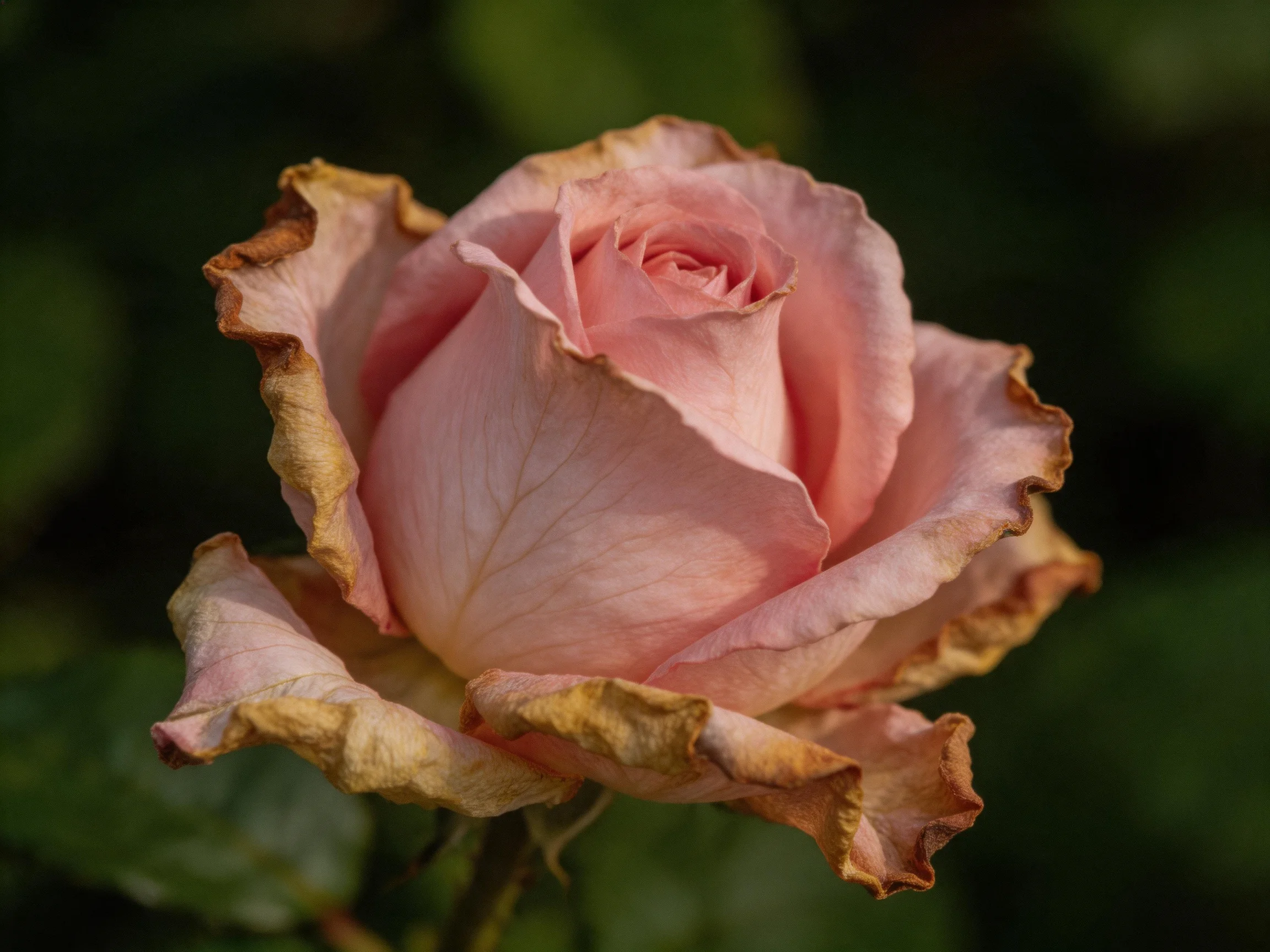 A pink rose with browned petal edges, partially wilted