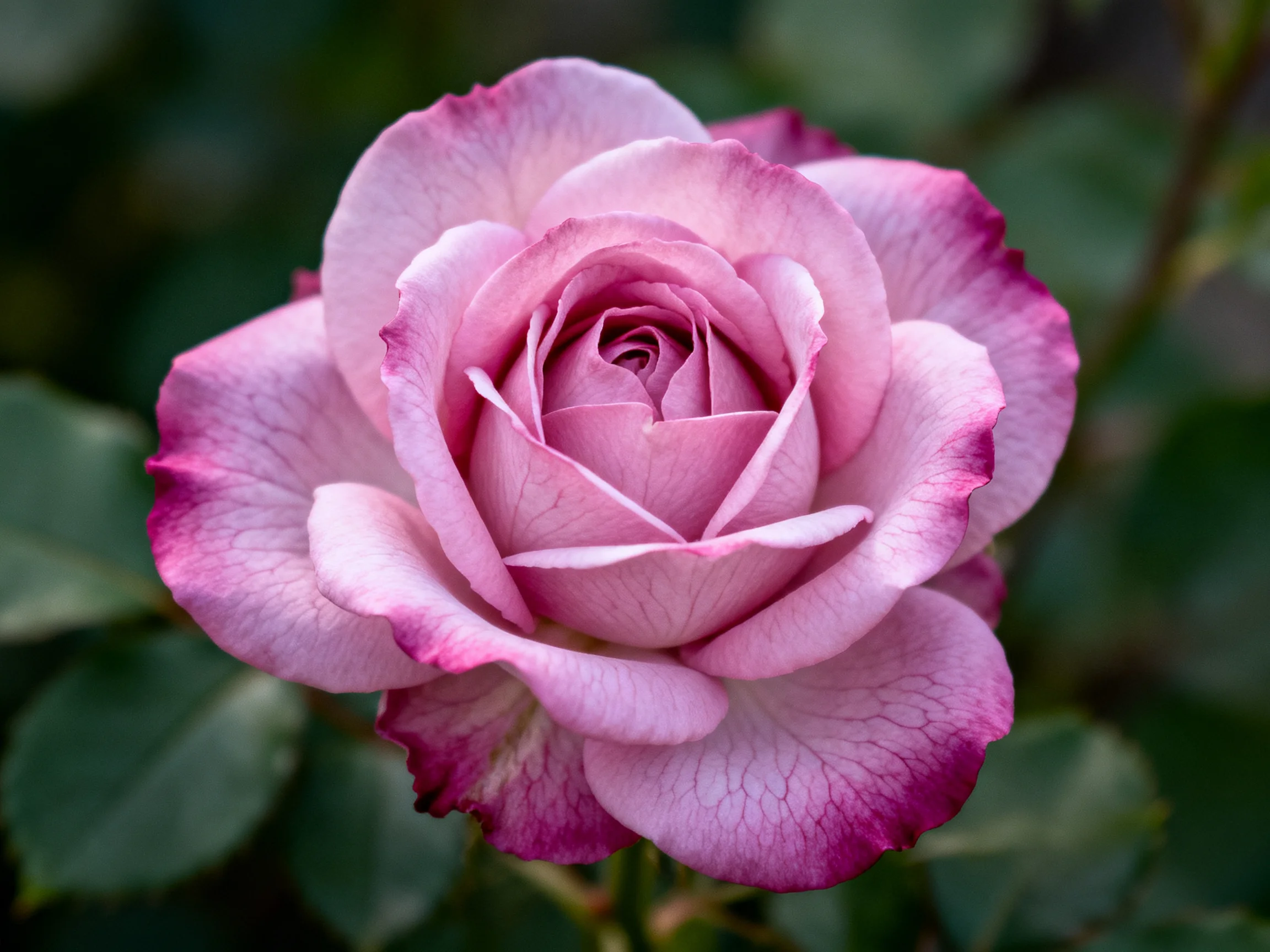 A pink rose with deep magenta petal edges and layered blooms