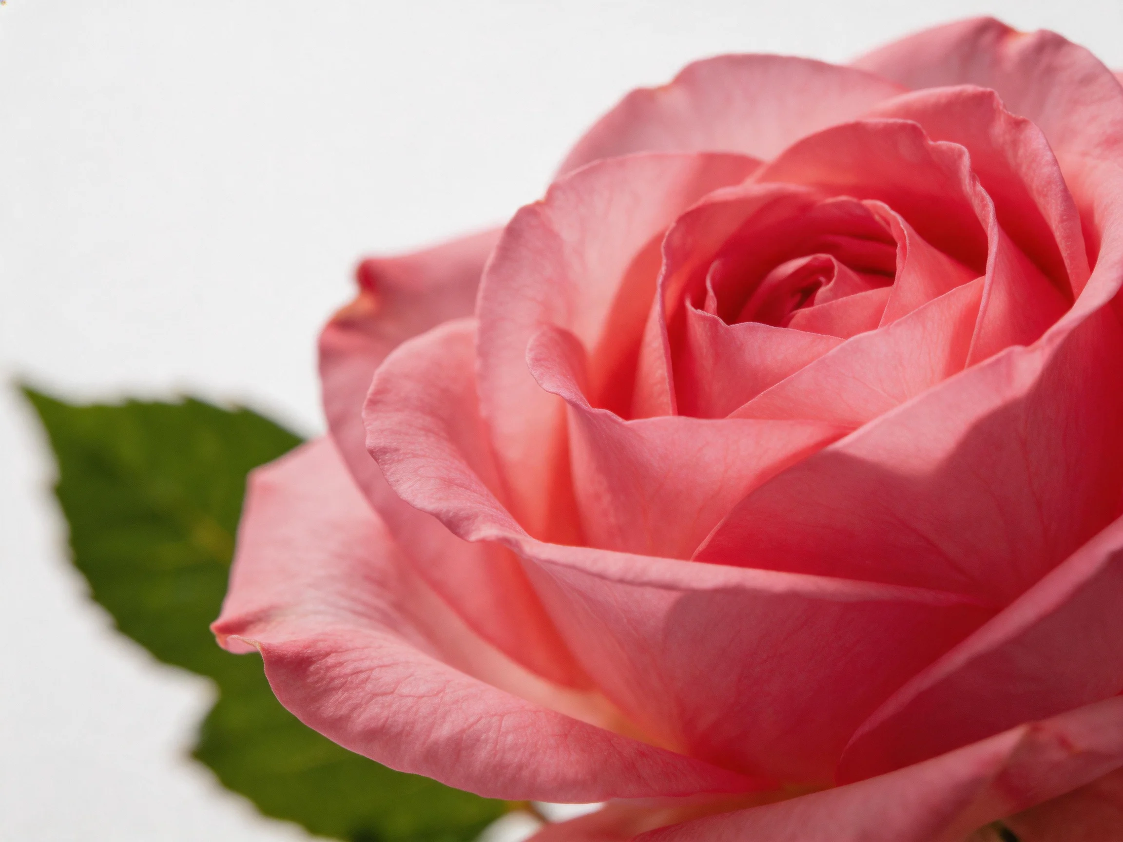 A pink rose with green leaves against a white background