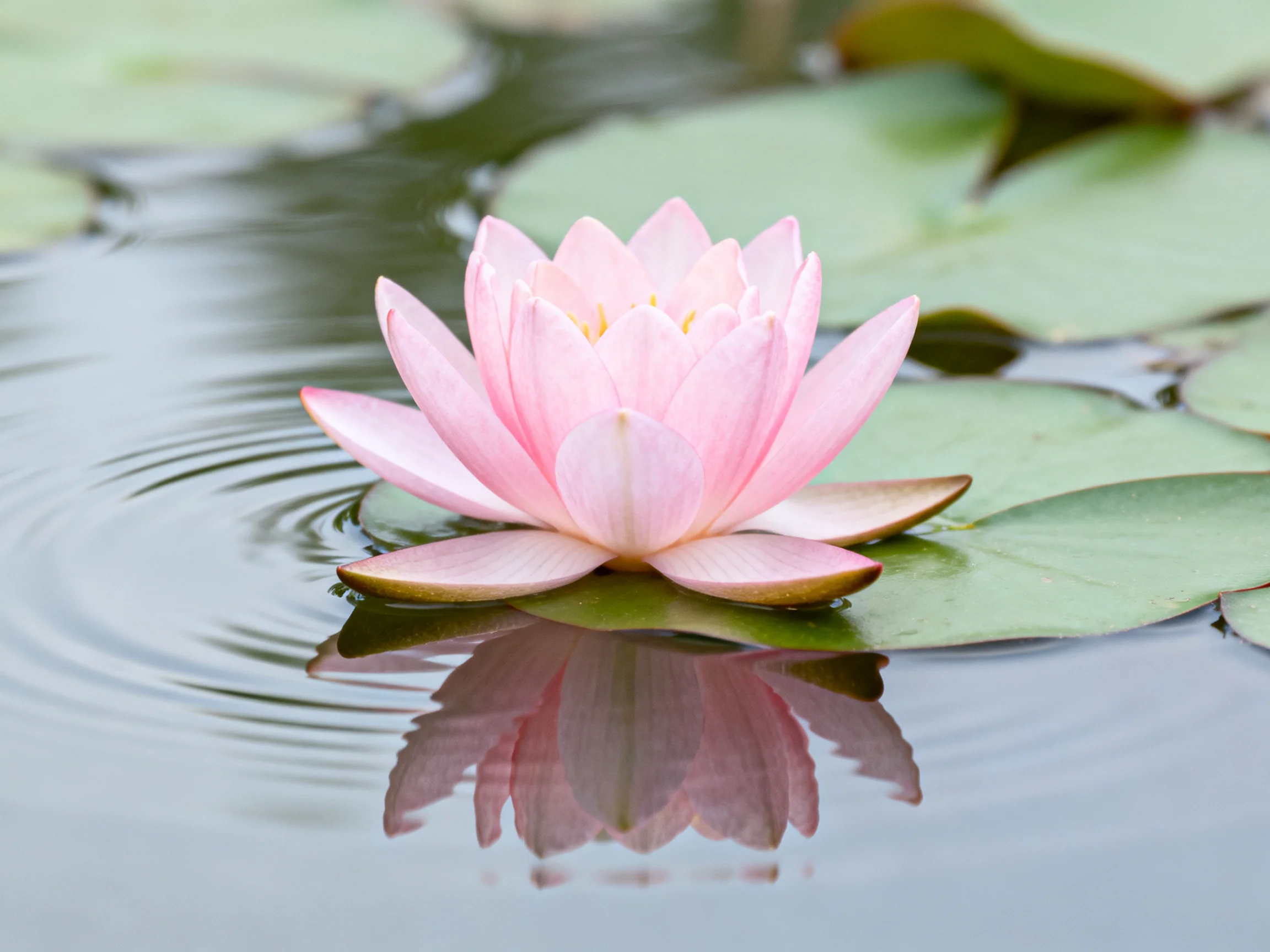A pink water lily floats among green lily pads on calm water