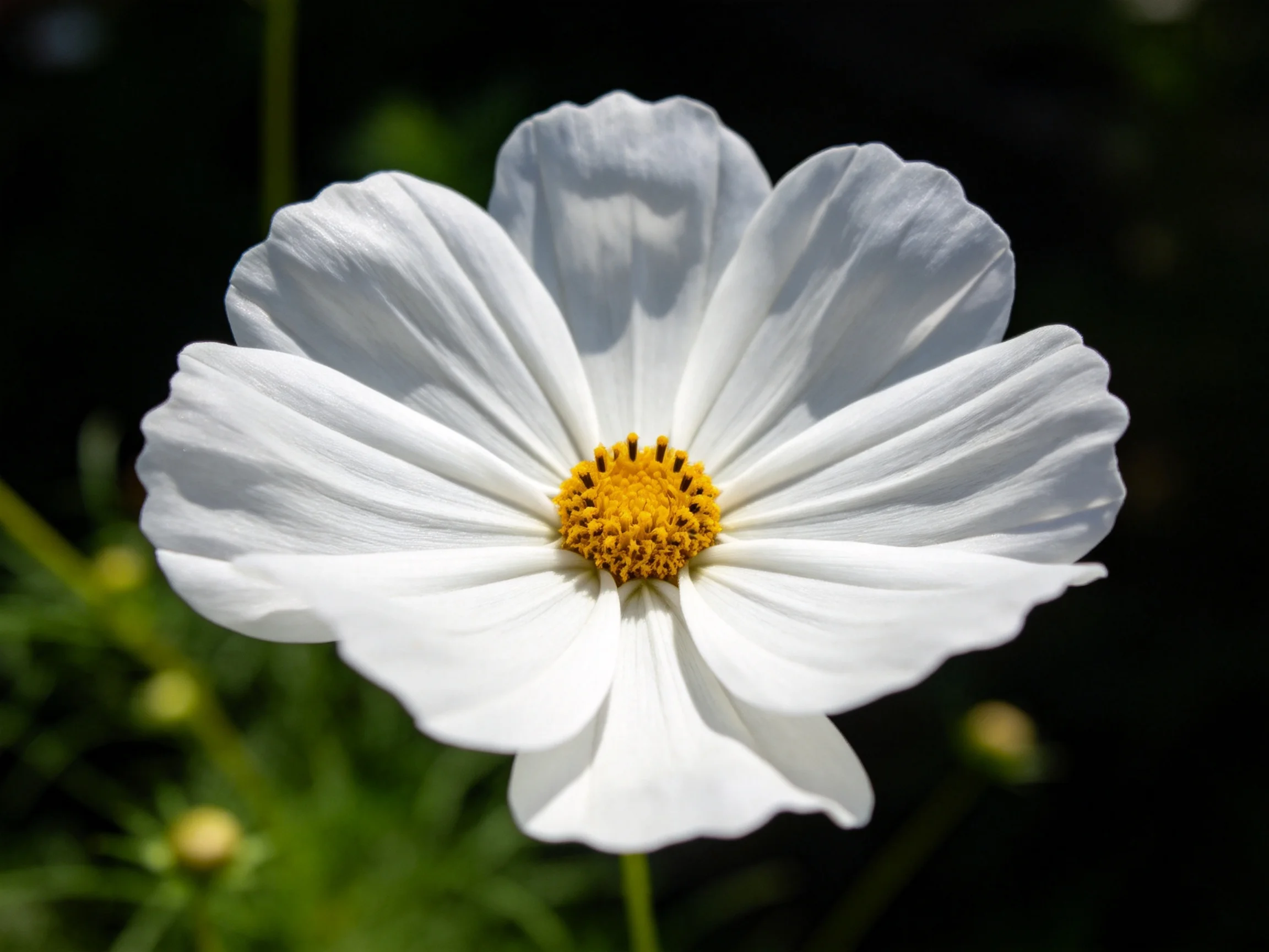A pristine white cosmos flower with a golden - yellow center