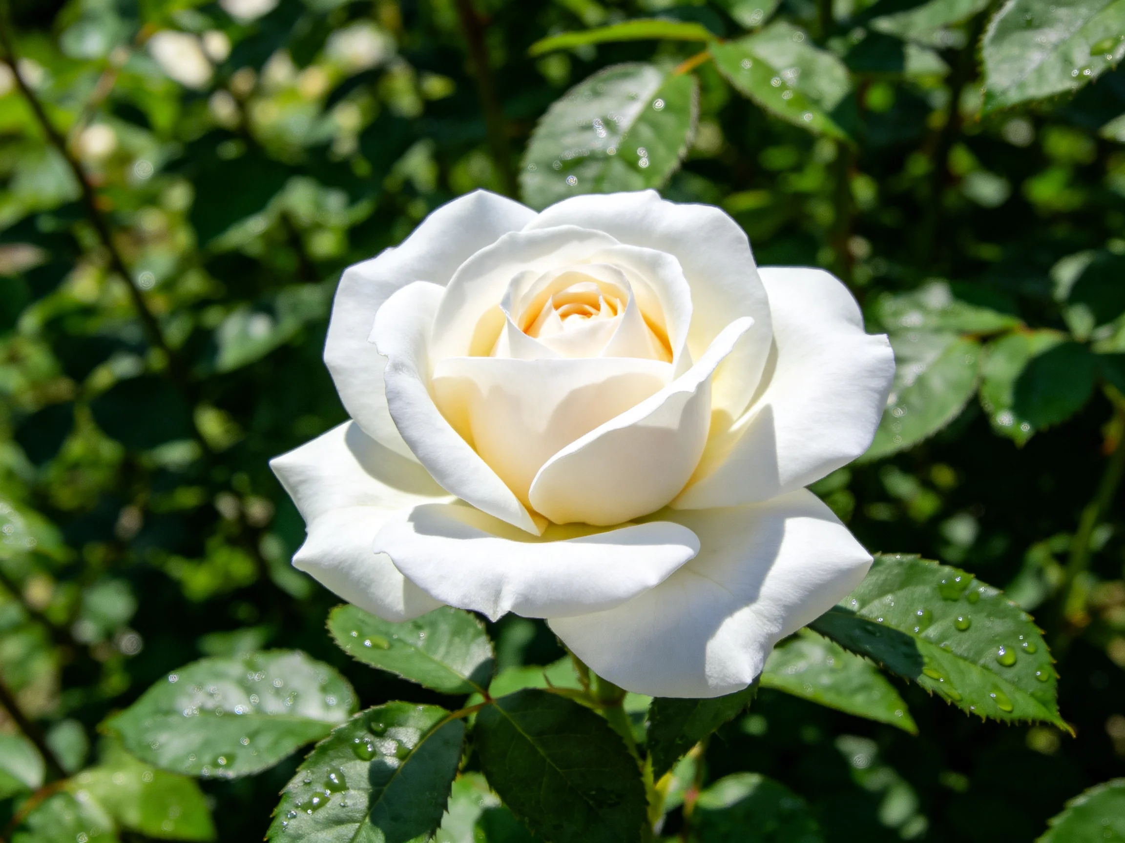 A pristine white rose blooms amidst lush green foliage with dew-covered leaves