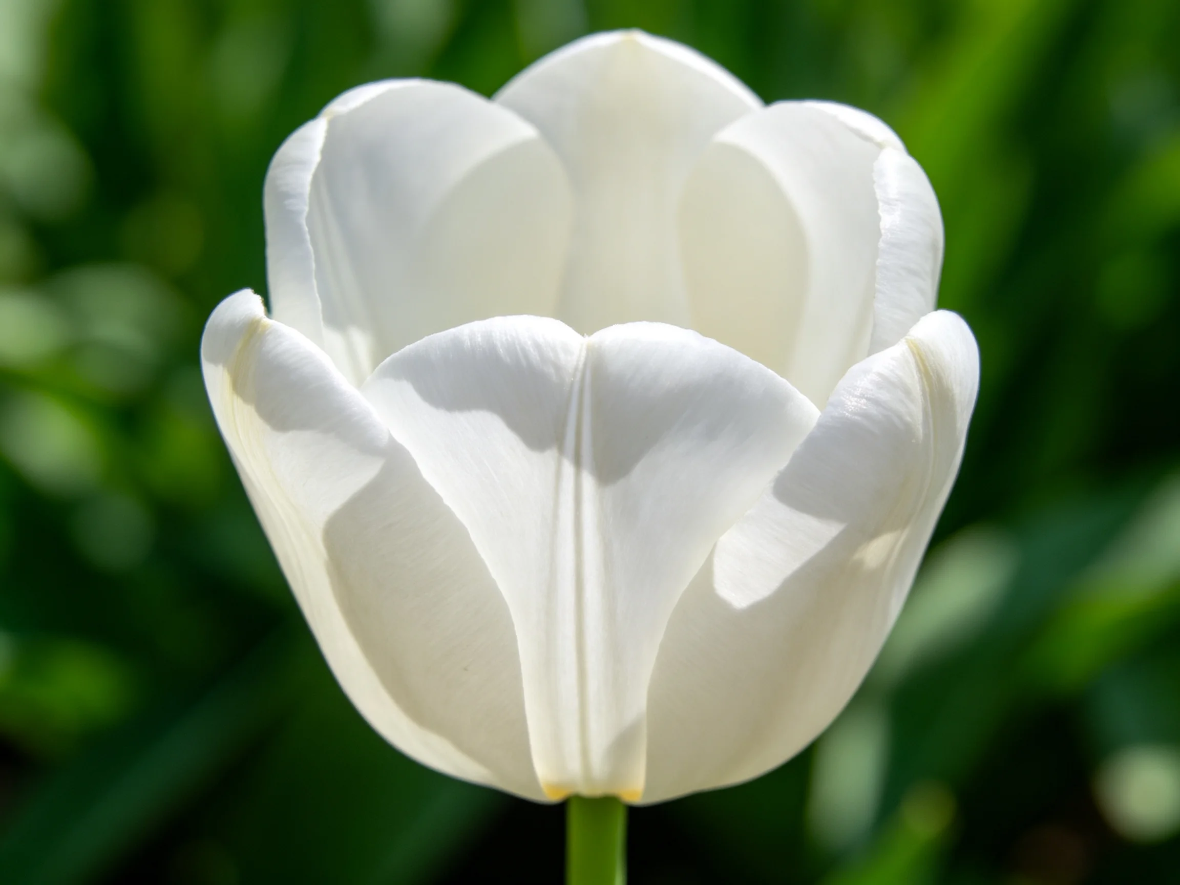 A pristine white tulip blooms amid lush green foliage