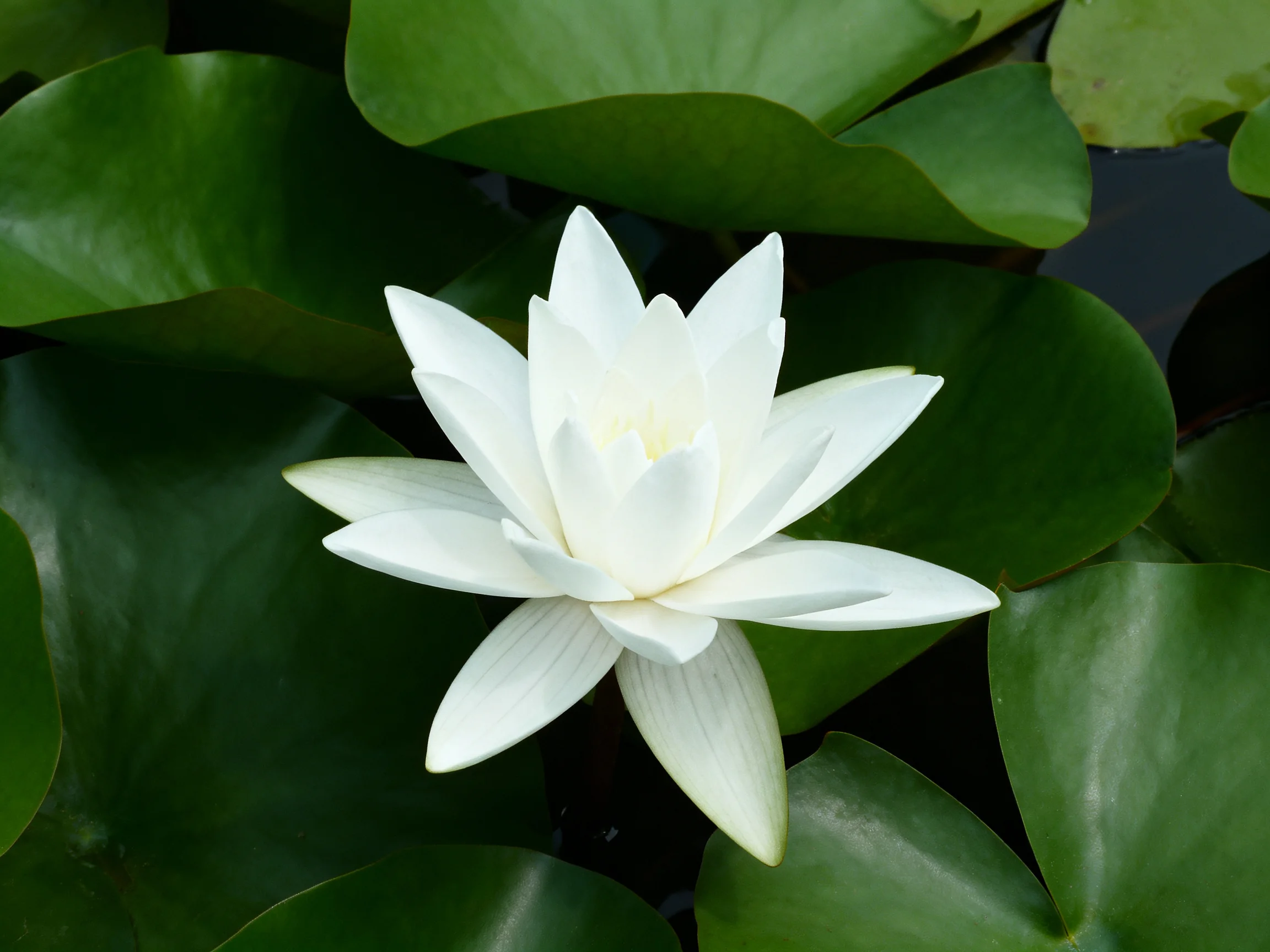 A pristine white water lily surrounded by glossy green lily pads