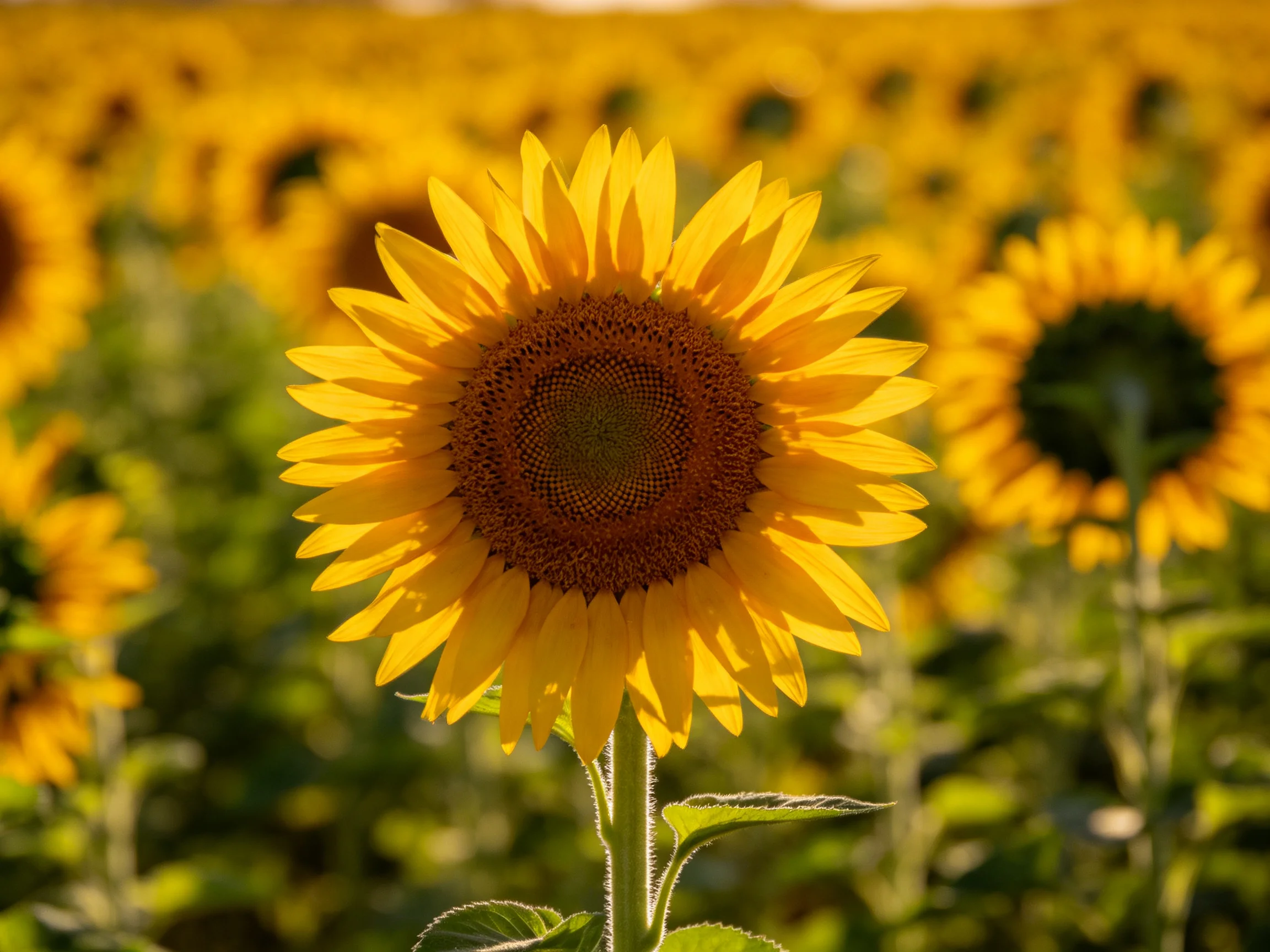 A prominent sunflower blooms in a vast golden field