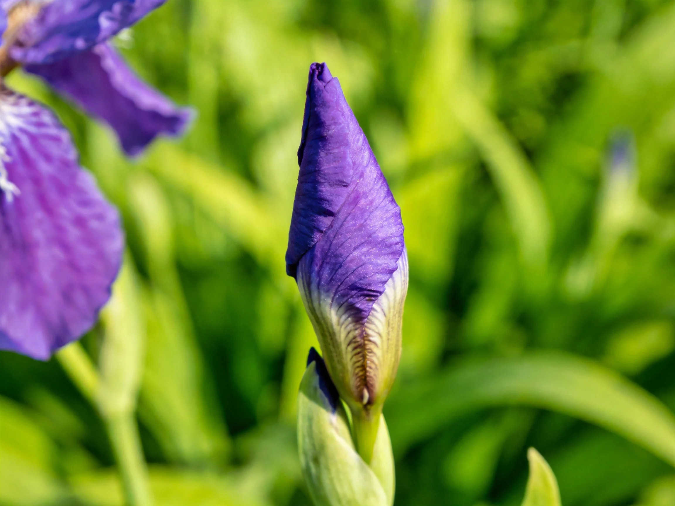 A purple iris bud and open flower amid lush green foliage