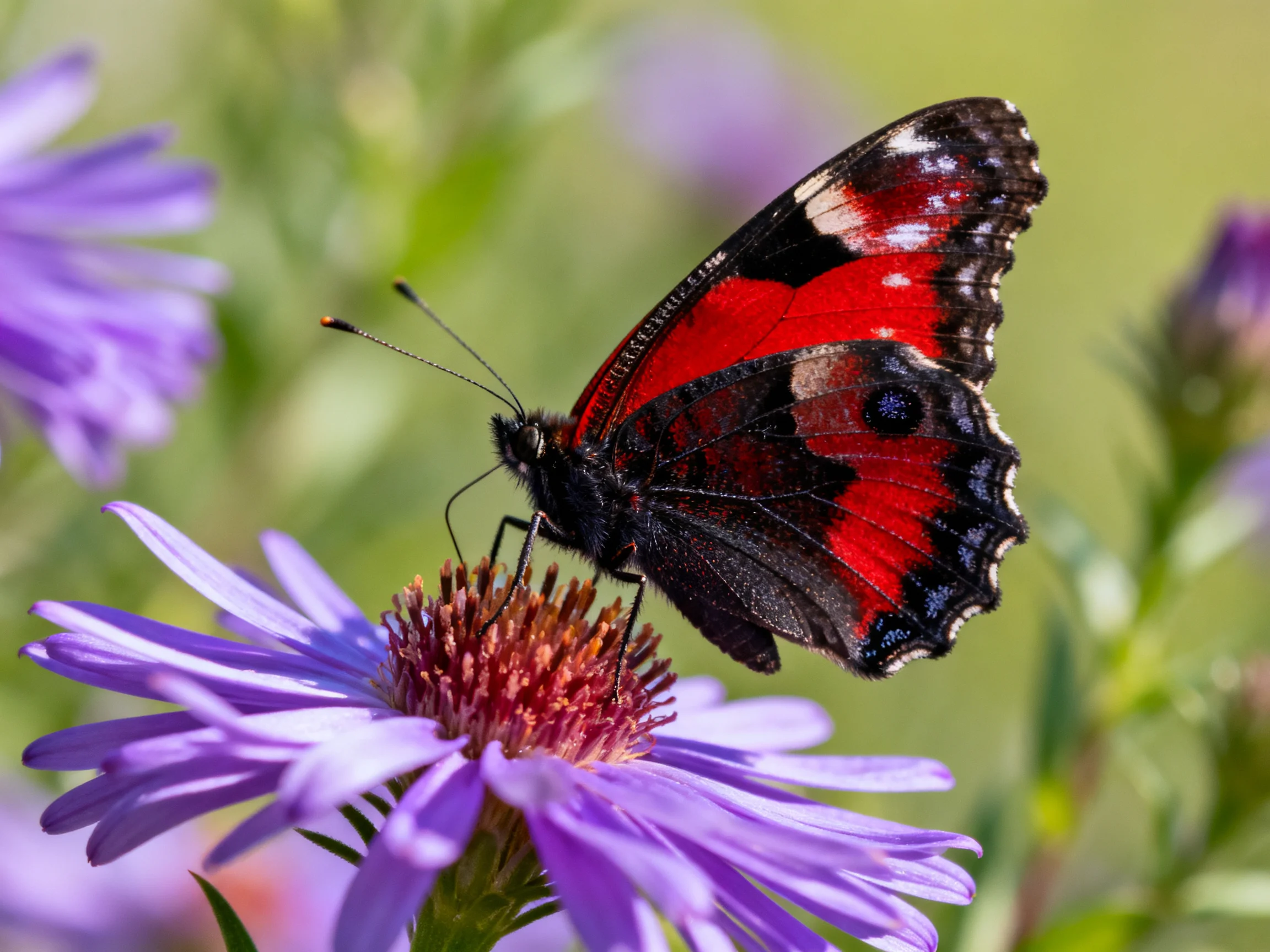 A red and black butterfly perches on a purple aster flower