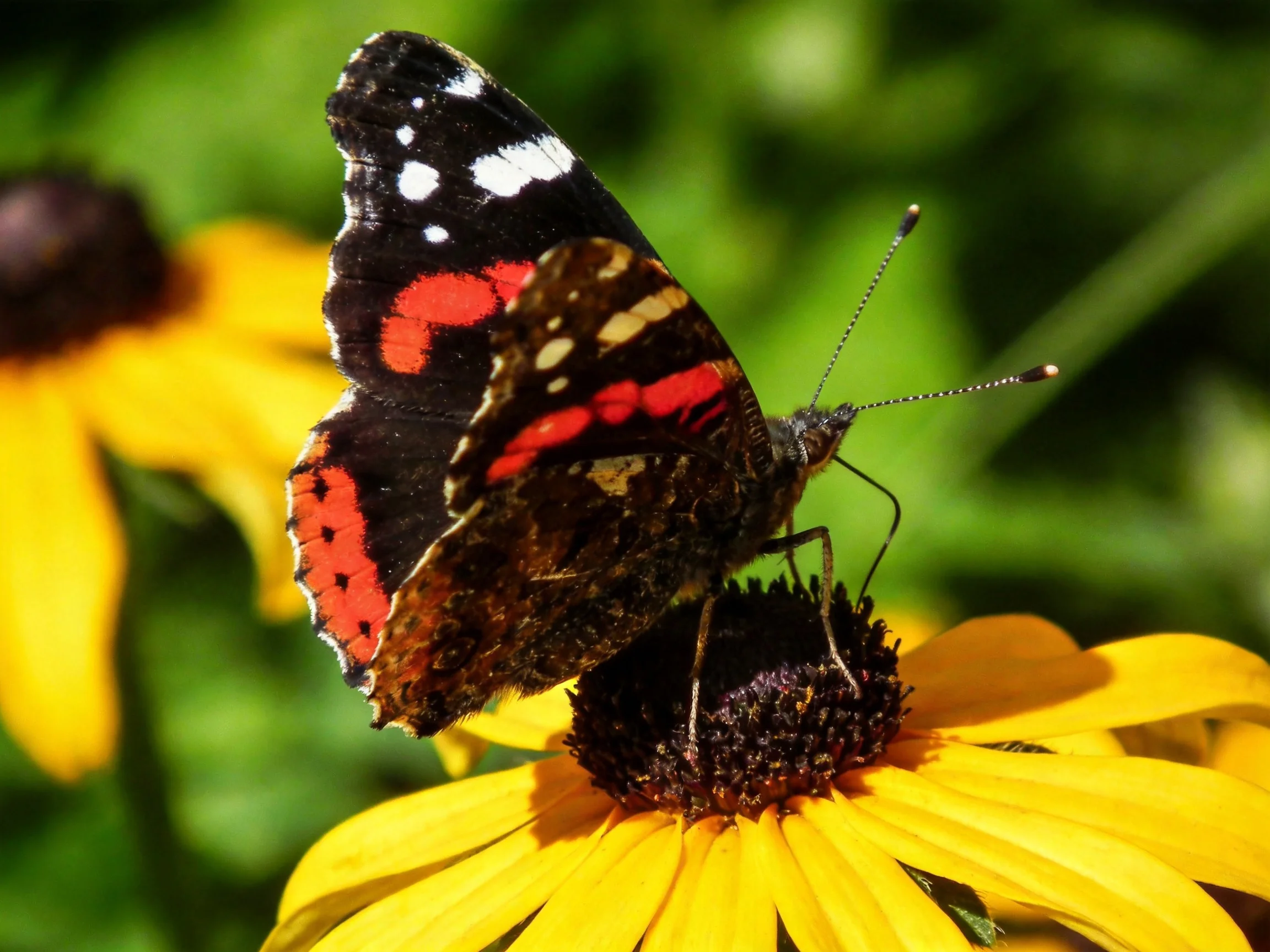 A red, black, and white butterfly perches on bright yellow flowers