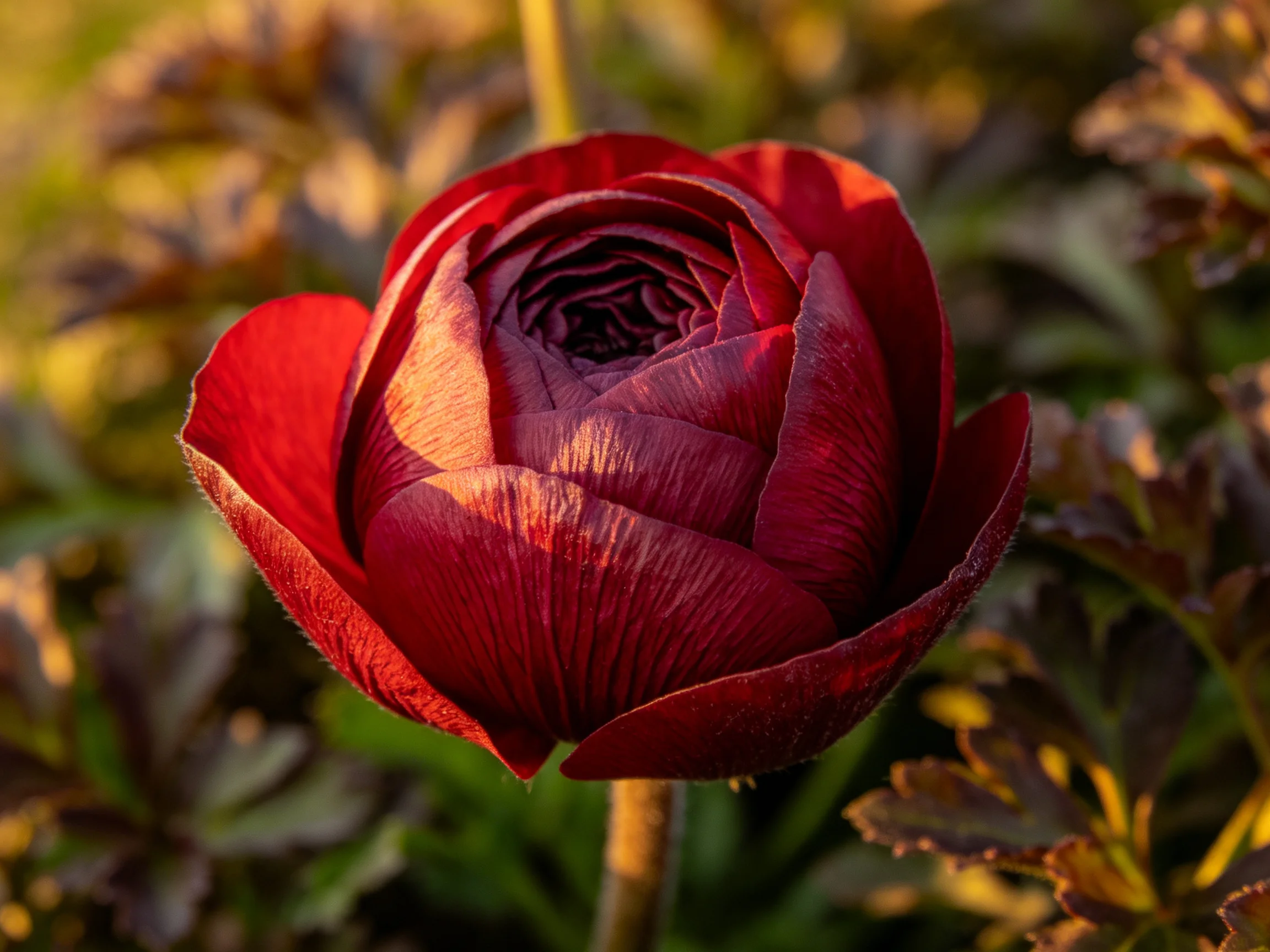 A rich burgundy flower with layered petals, bathed in warm light