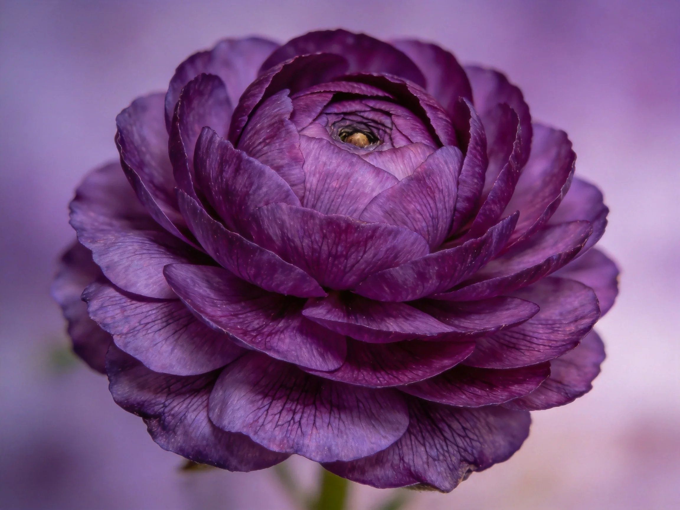 A rich purple ranunculus flower with layered petals