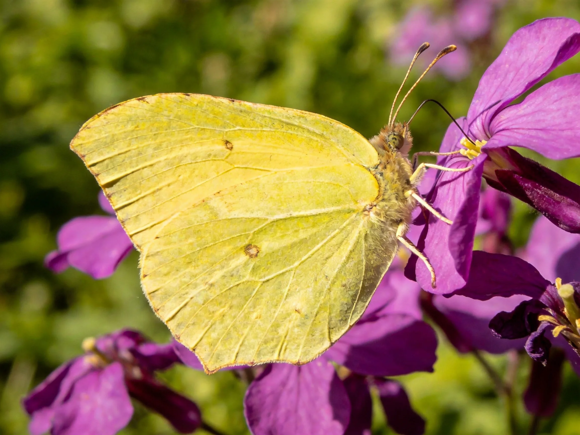 A single bright yellow butterfly perched on vibrant purple flowers