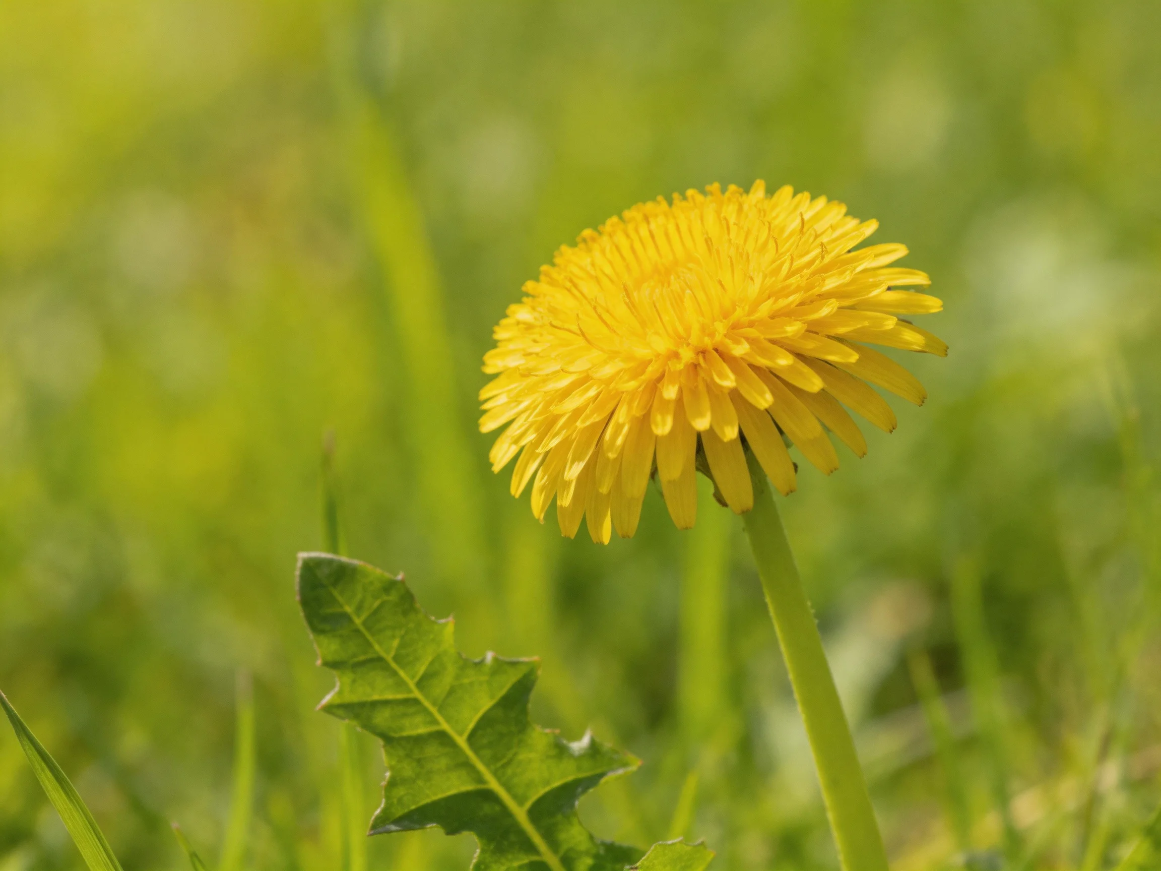A single bright yellow dandelion blooms in a lush green meadow