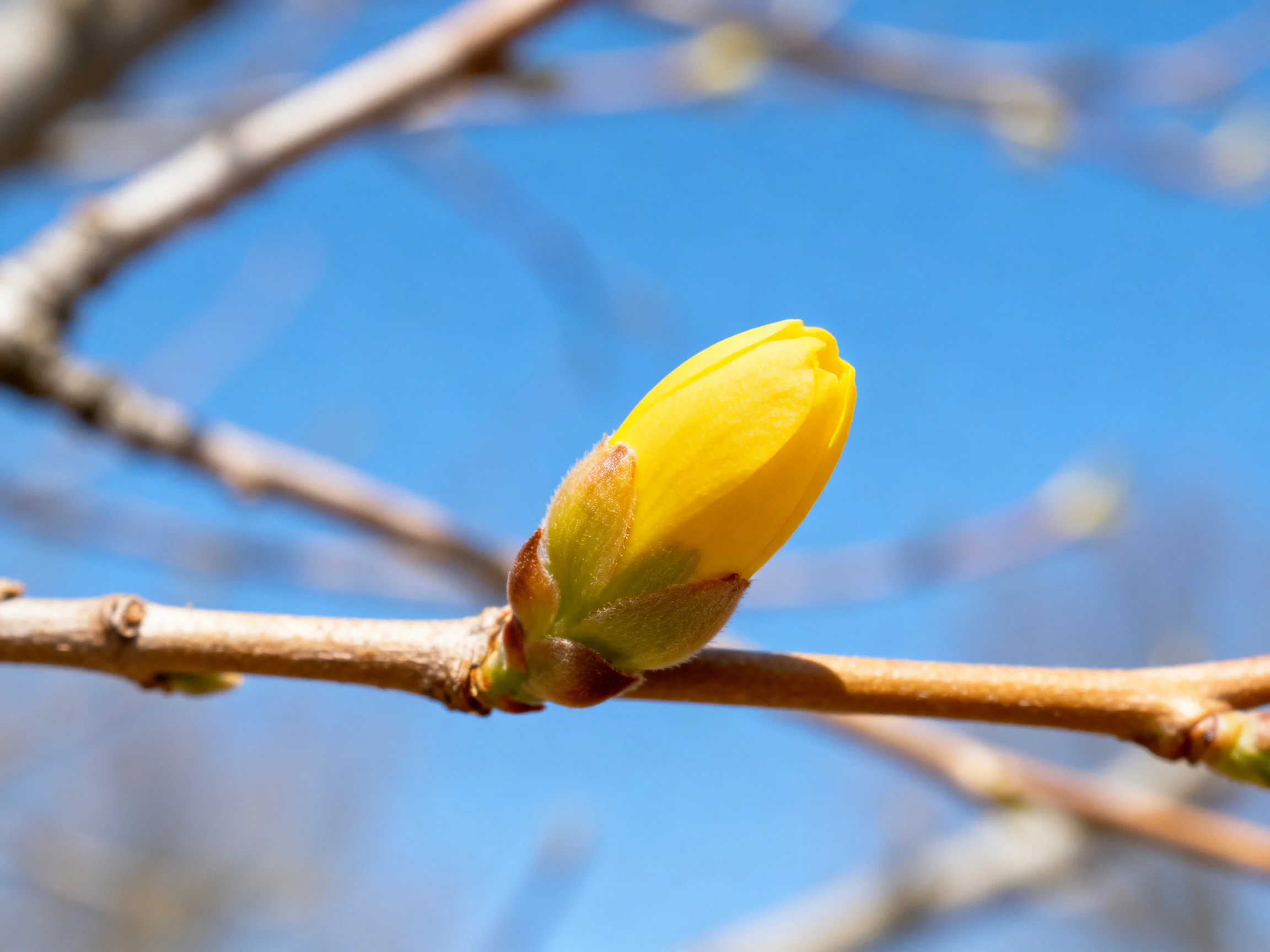 A single bright yellow flower bud on a brown tree branch
