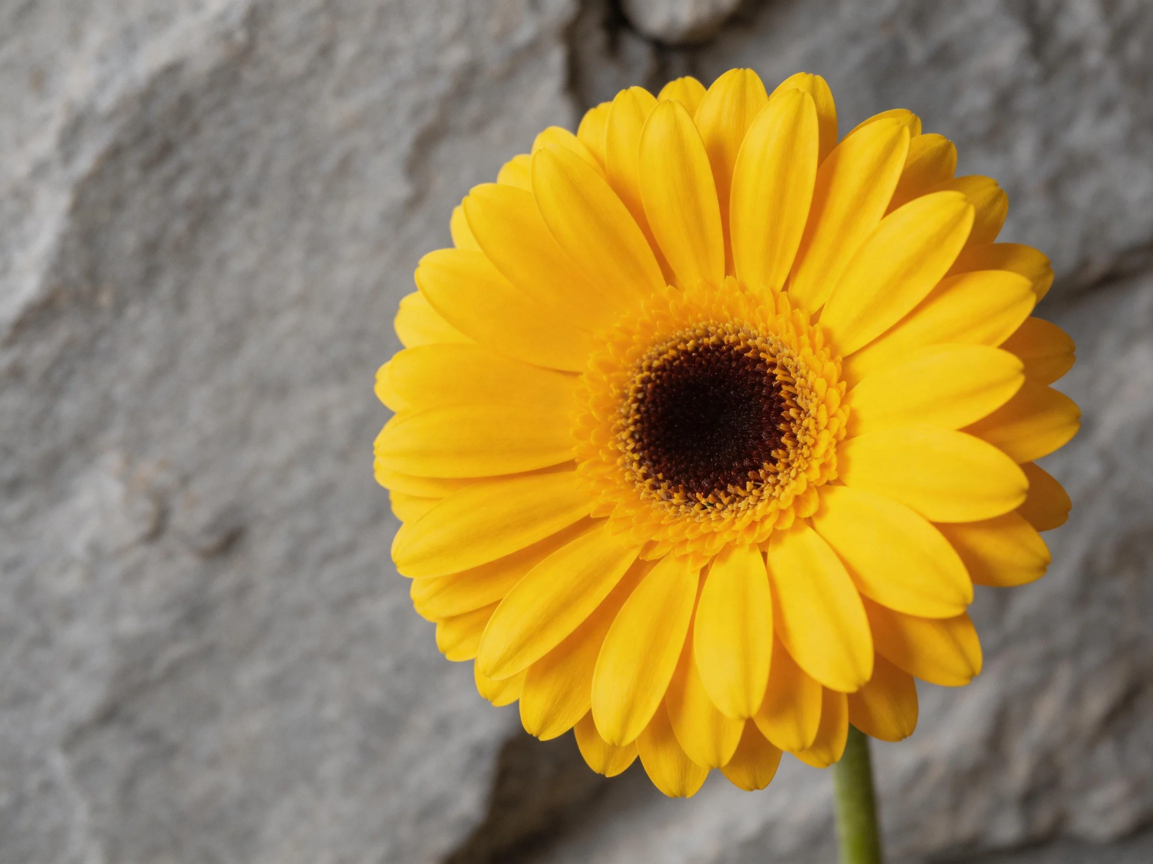 A single bright yellow gerbera daisy beside a textured gray stone wall