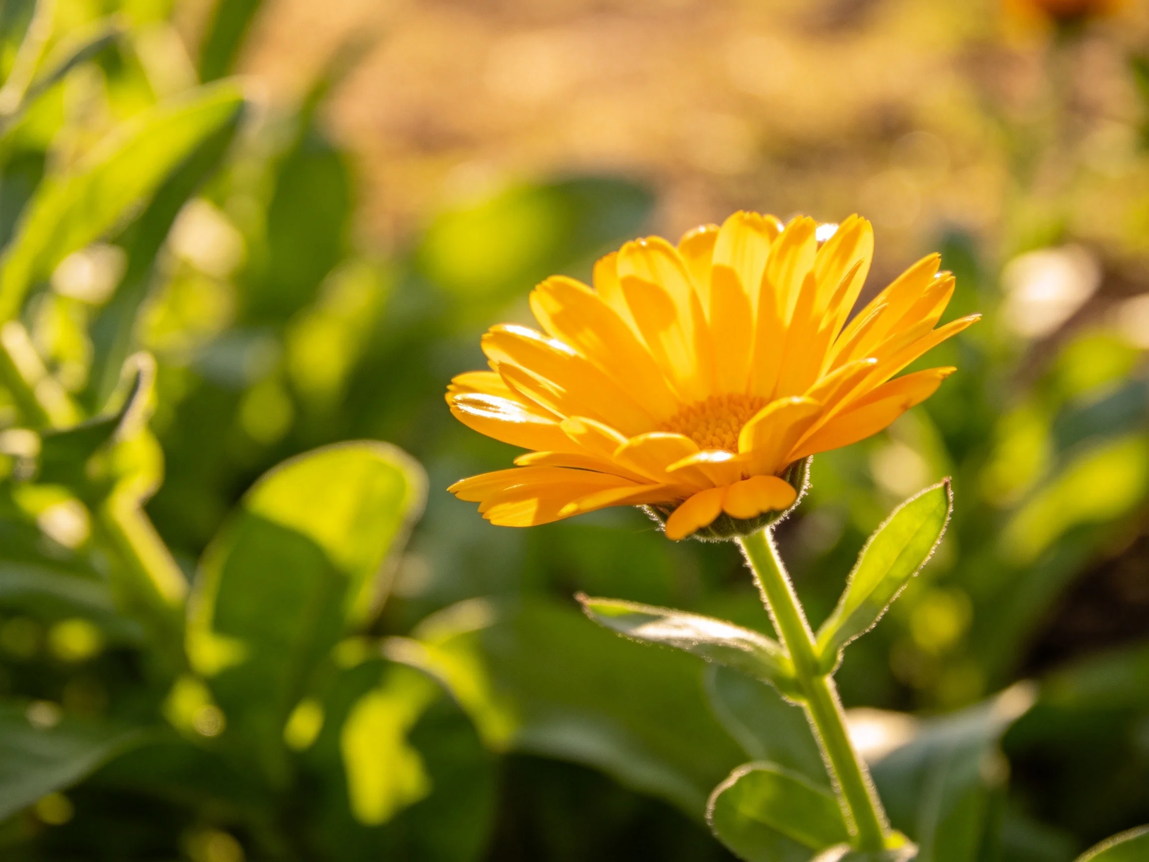 A single bright yellow marigold flower amid lush green foliage