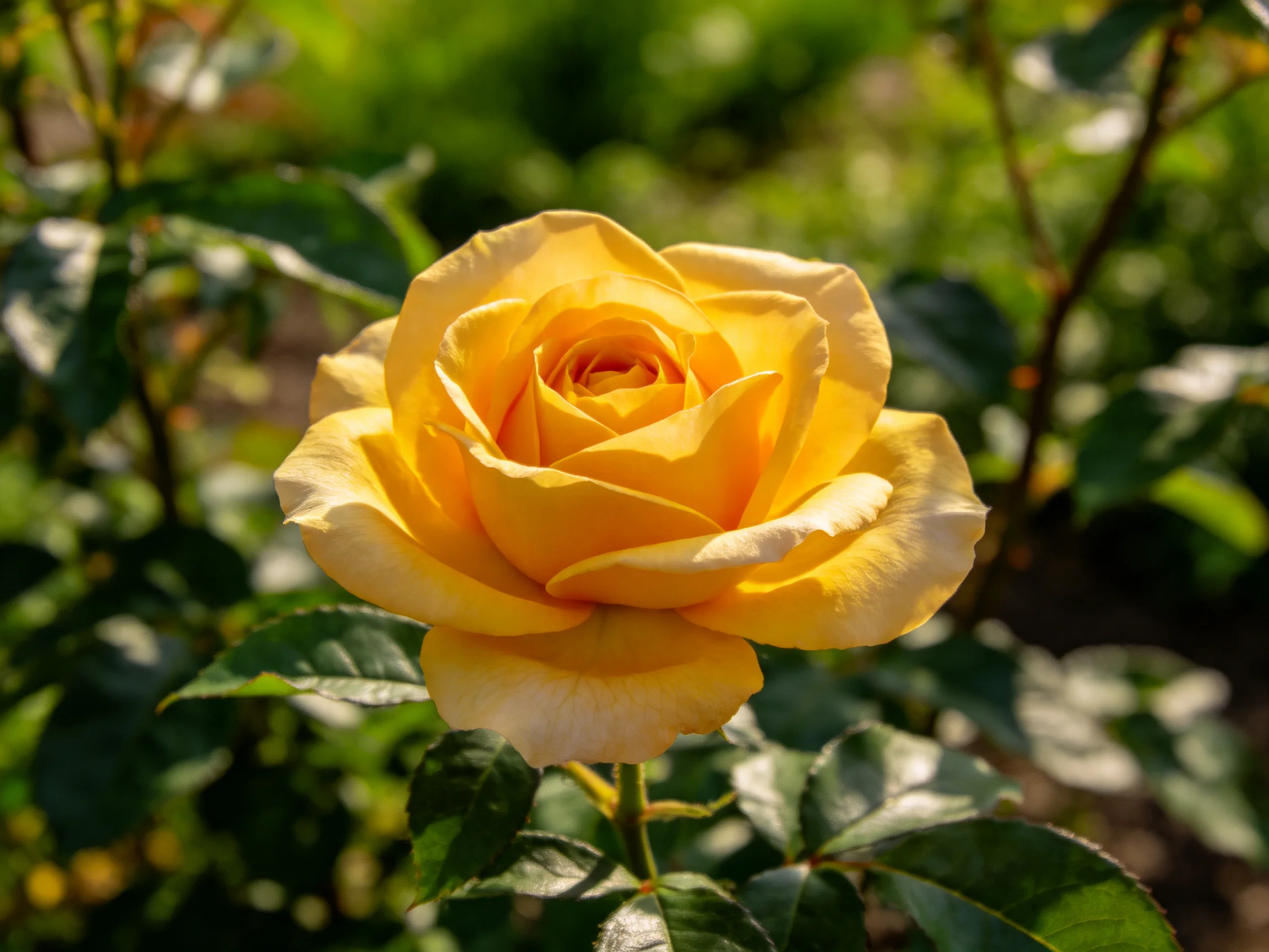 A single bright yellow rose surrounded by green leaves