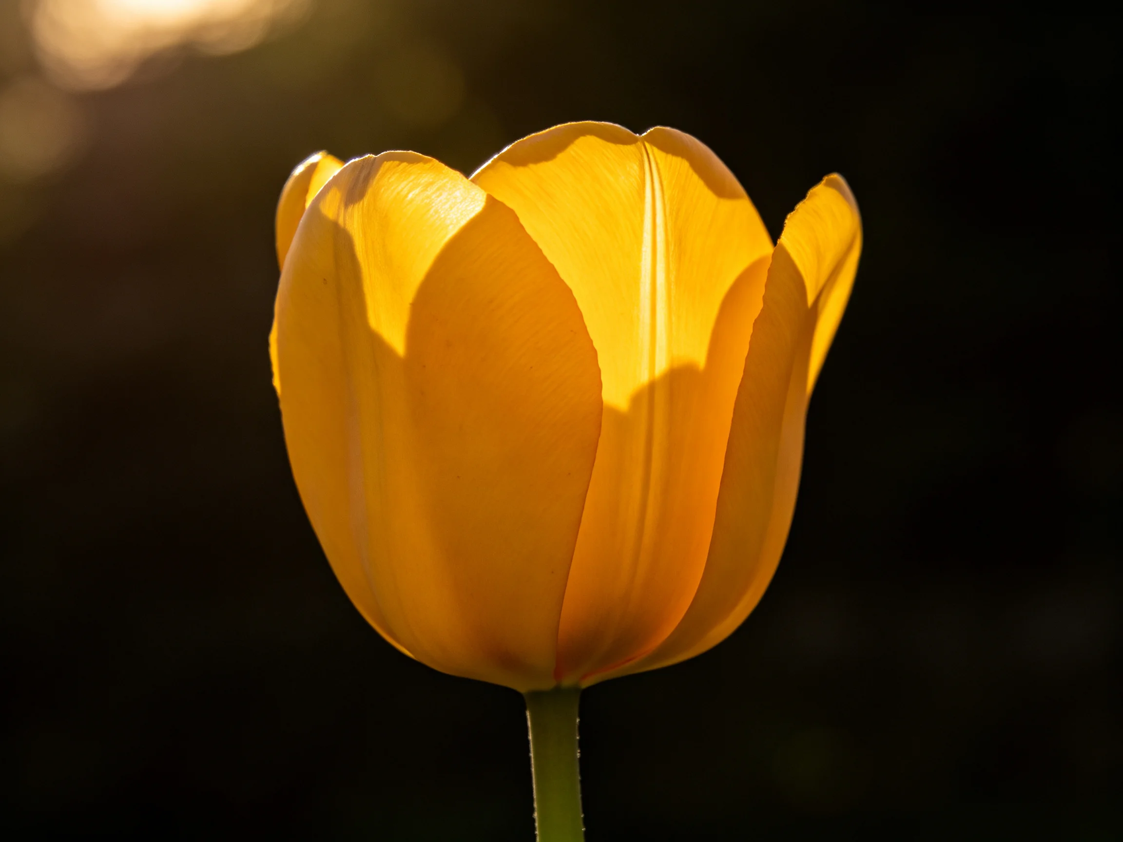 A single bright yellow tulip glowing under warm backlight