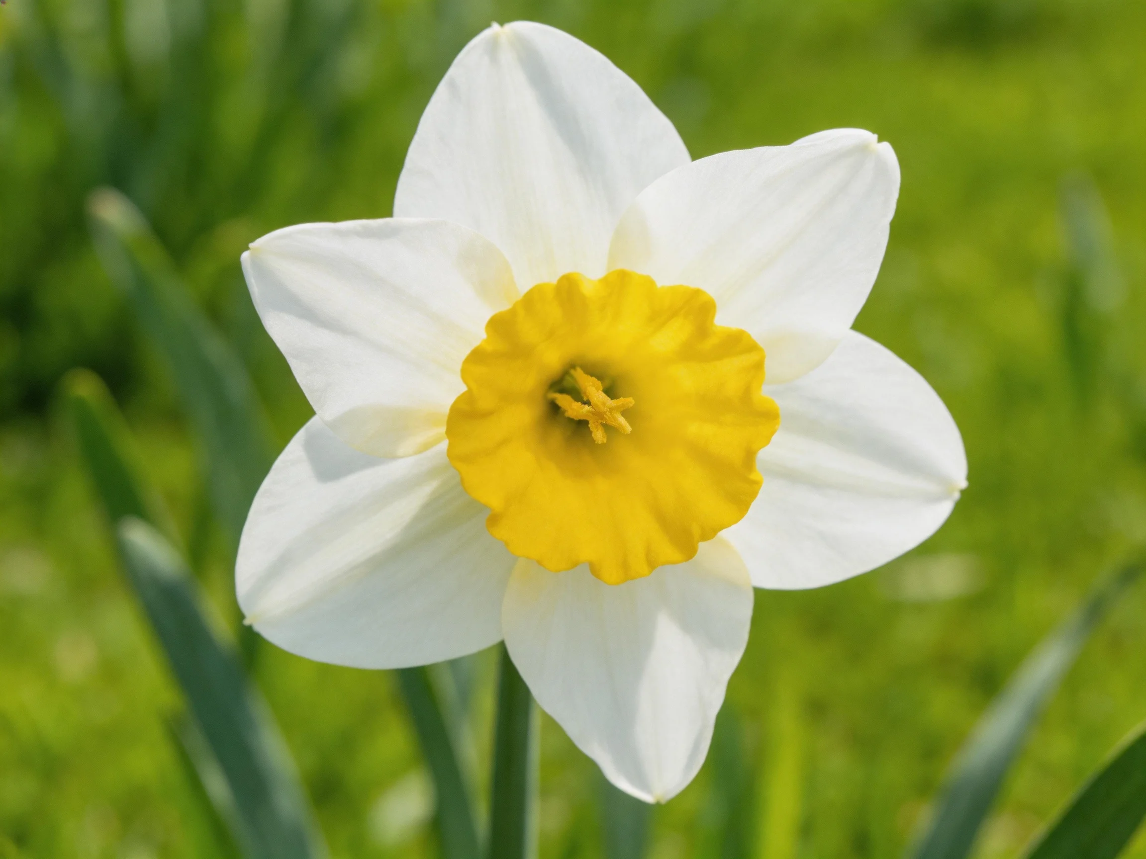 A single daffodil with white petals and a bright yellow center