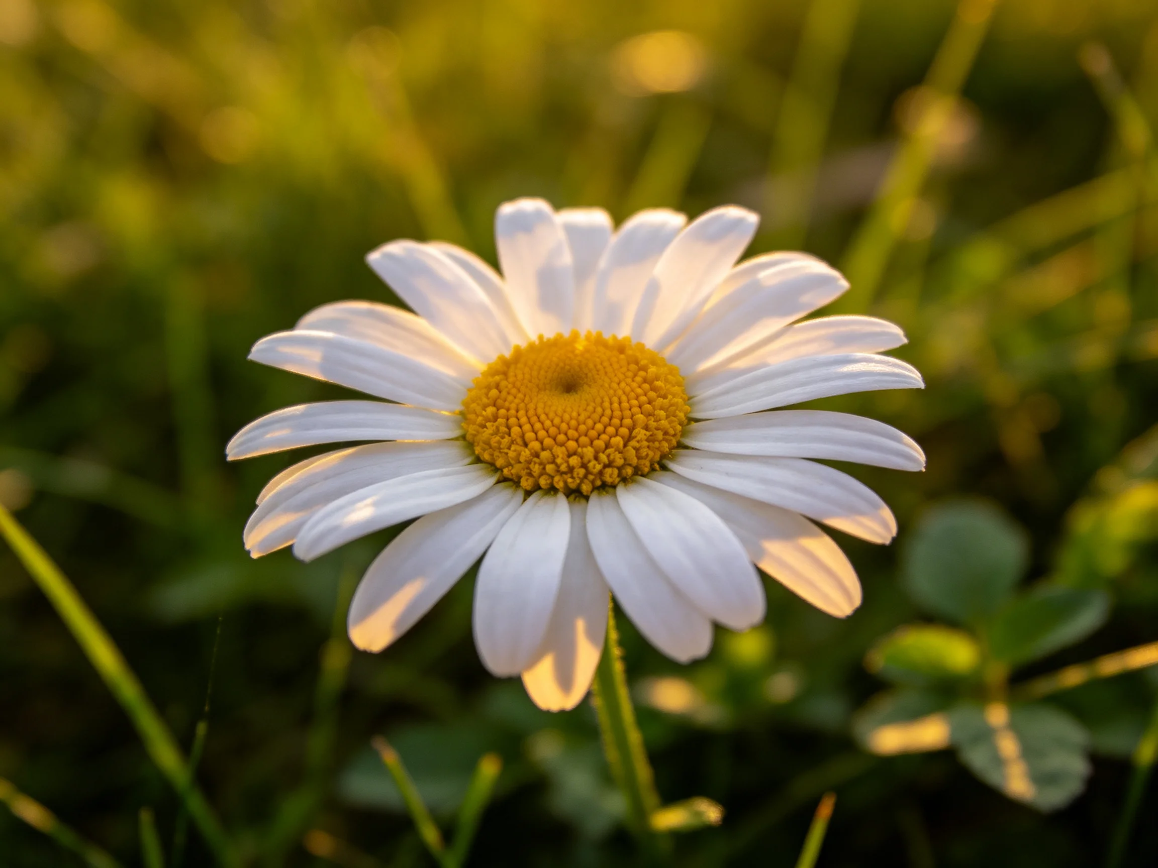 A single daisy flower with white petals and golden center in greenery