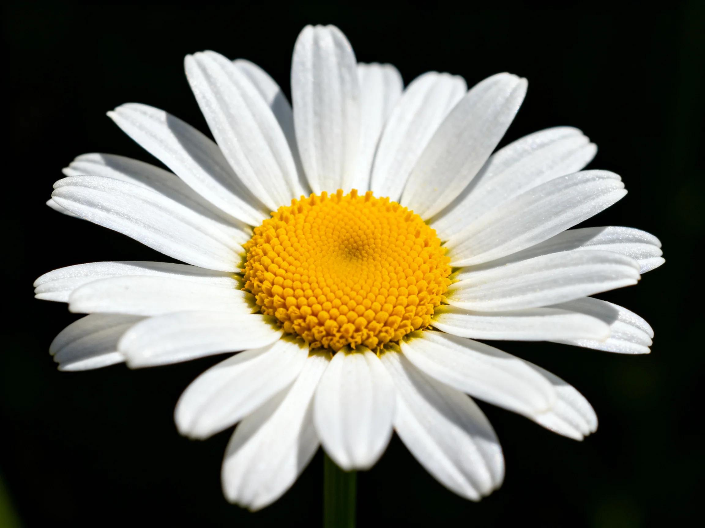 A single daisy with pristine white petals and vibrant yellow center