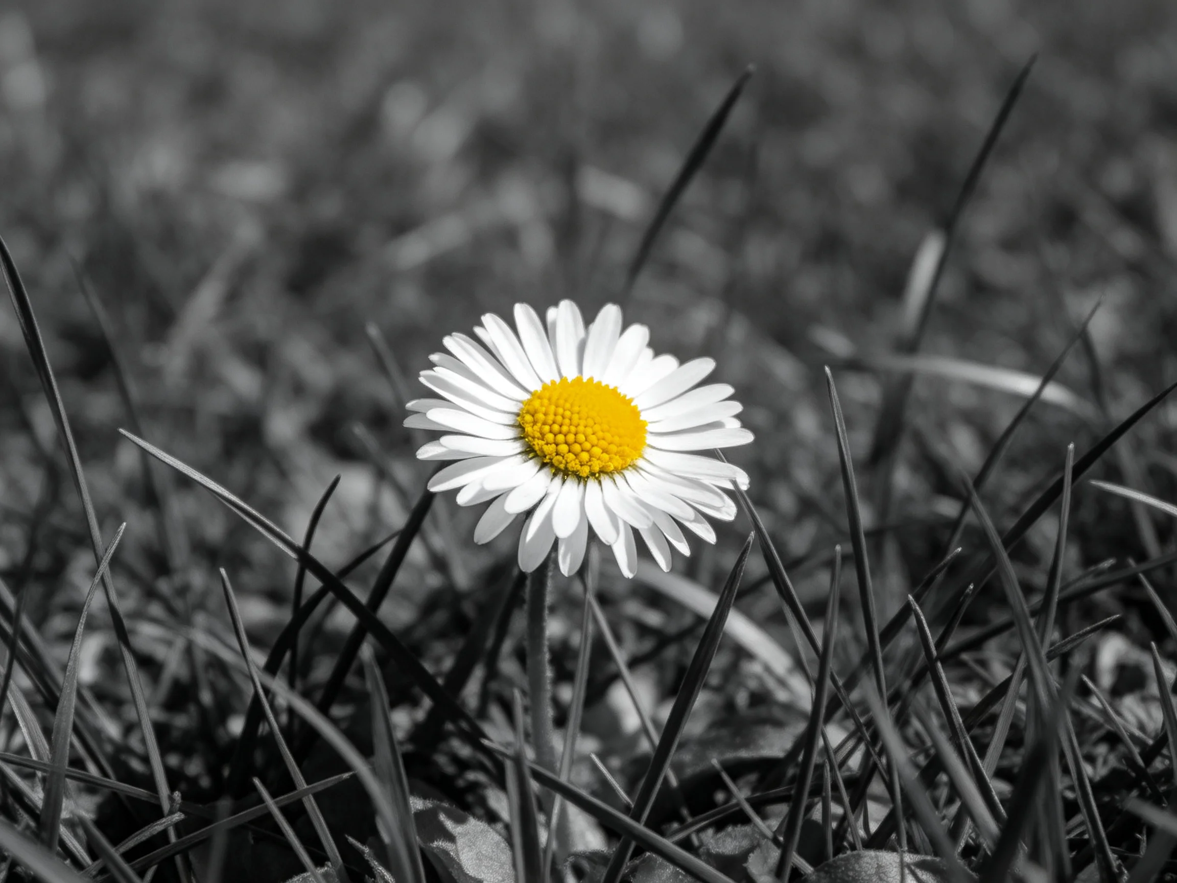 A single daisy with vibrant yellow center amid grayscale grass