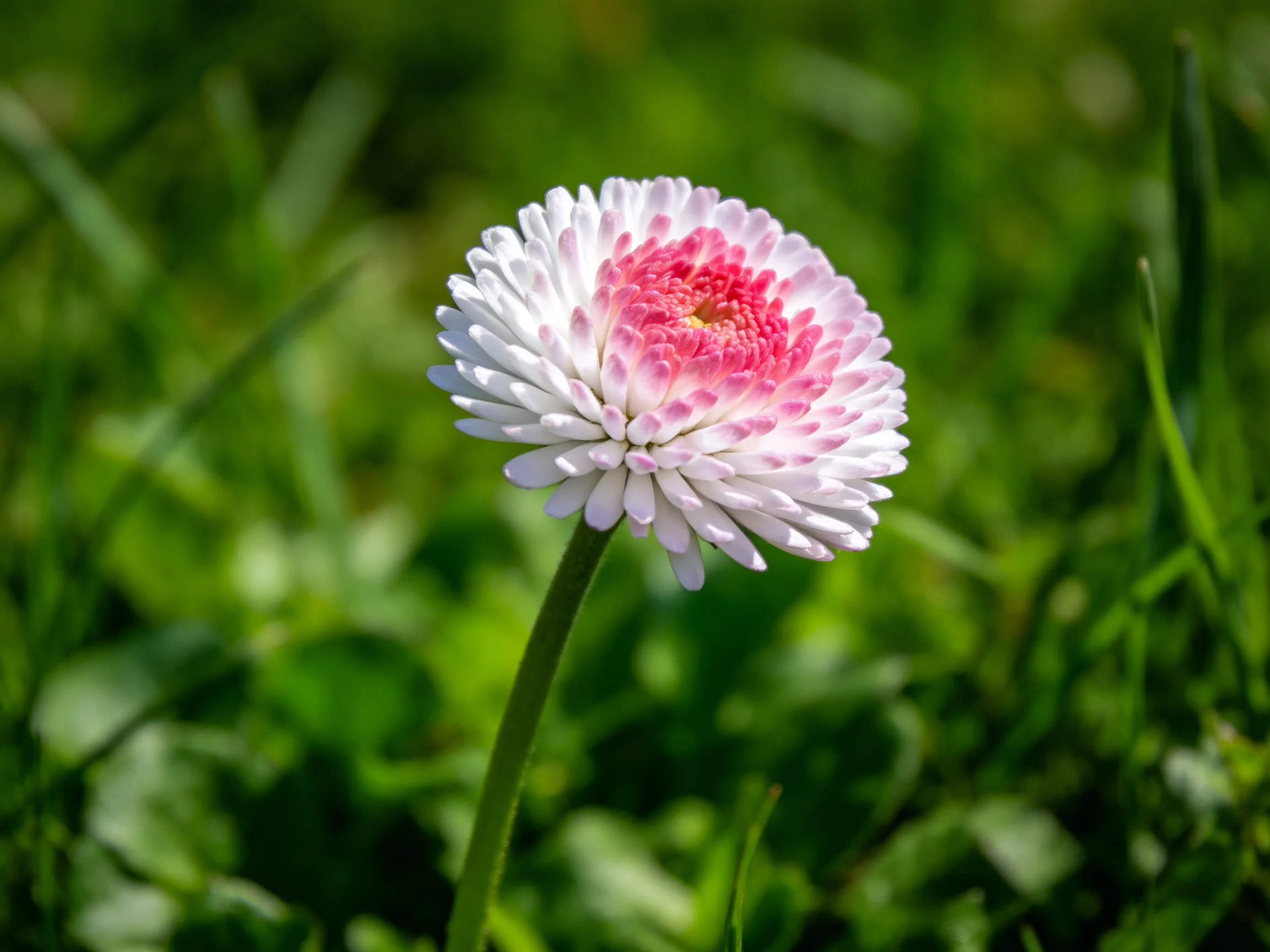 A single daisy with white and pink petals amidst lush greenery
