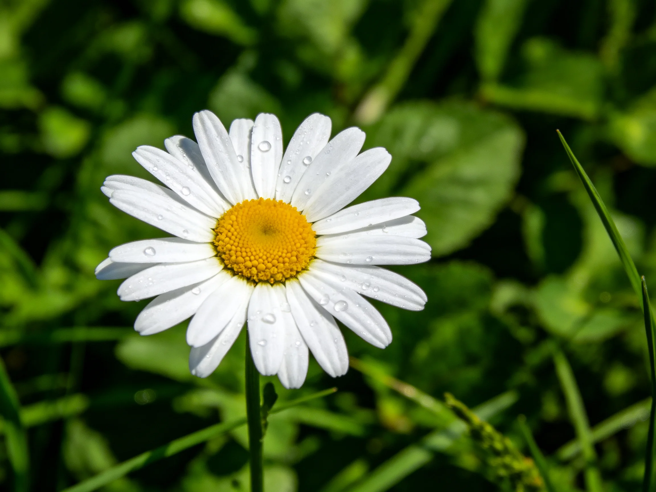 A single daisy with white petals and a yellow center amid lush green foliage