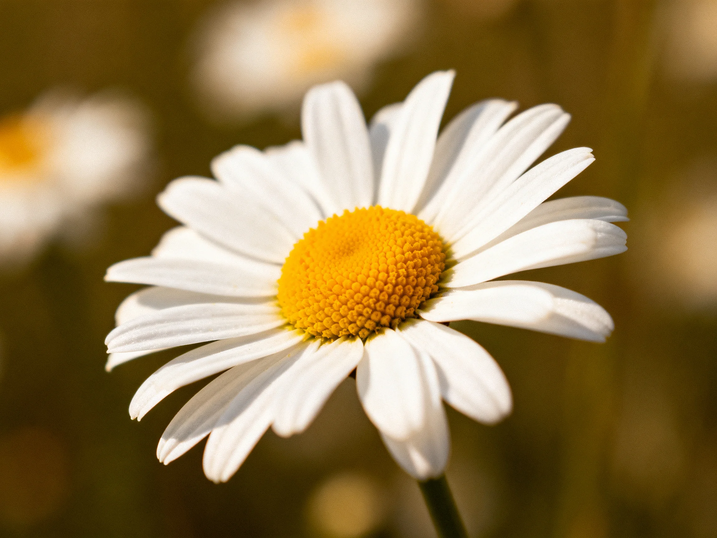A single daisy with white petals and golden center