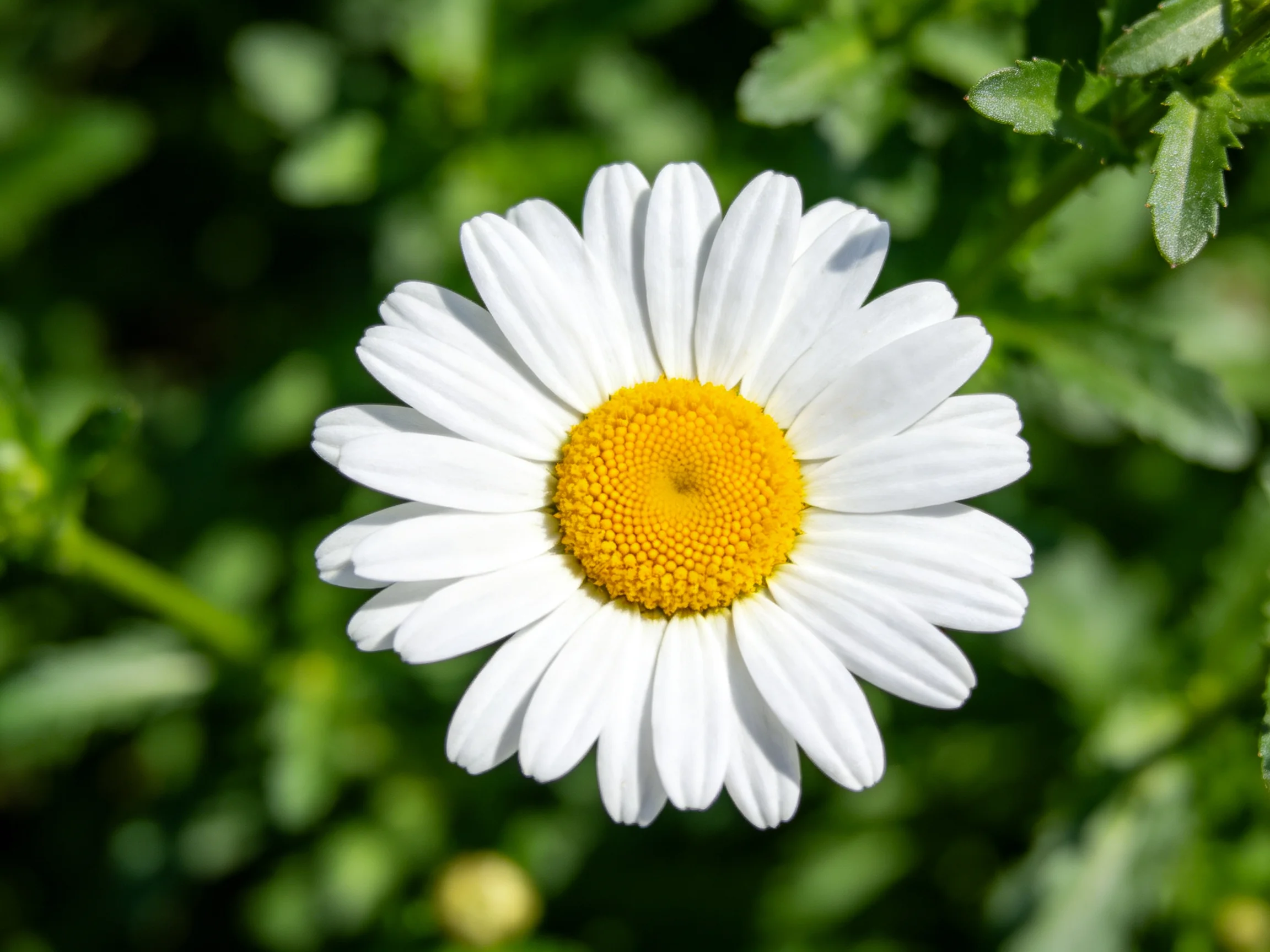 A single daisy with white petals and vibrant yellow center