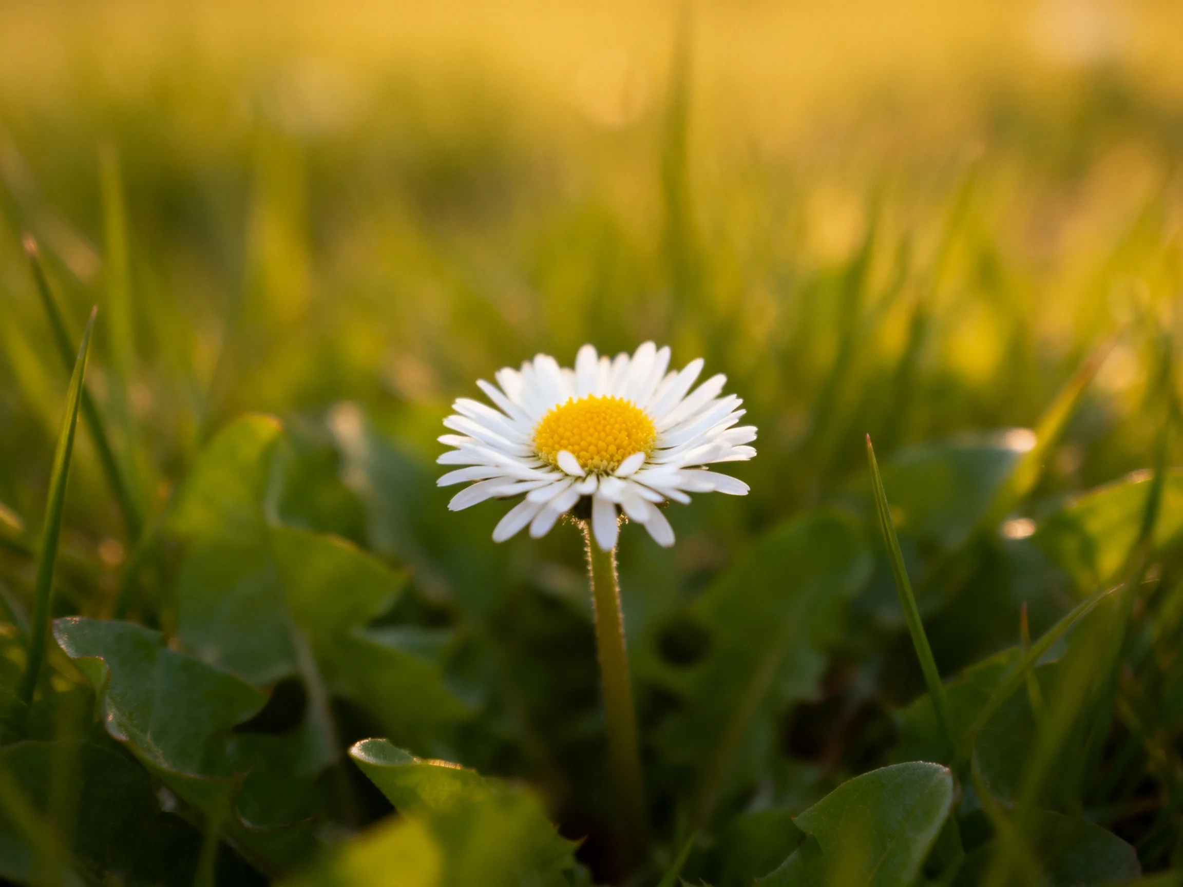 A single daisy with white petals and yellow center amid lush green foliage