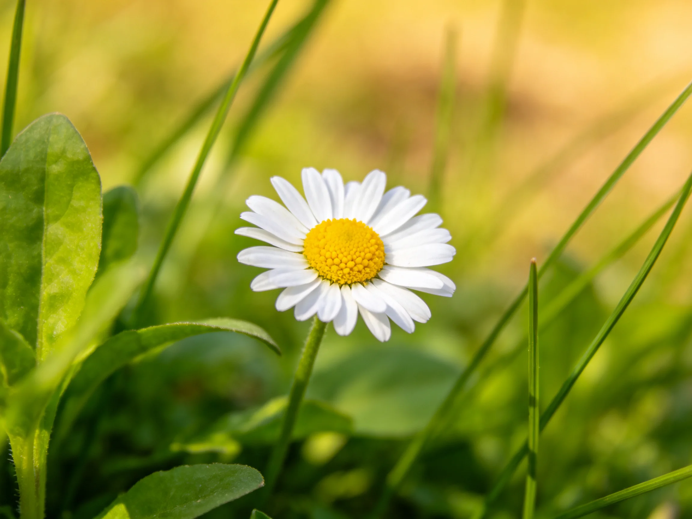 A single daisy with white petals and yellow center amid lush green foliage