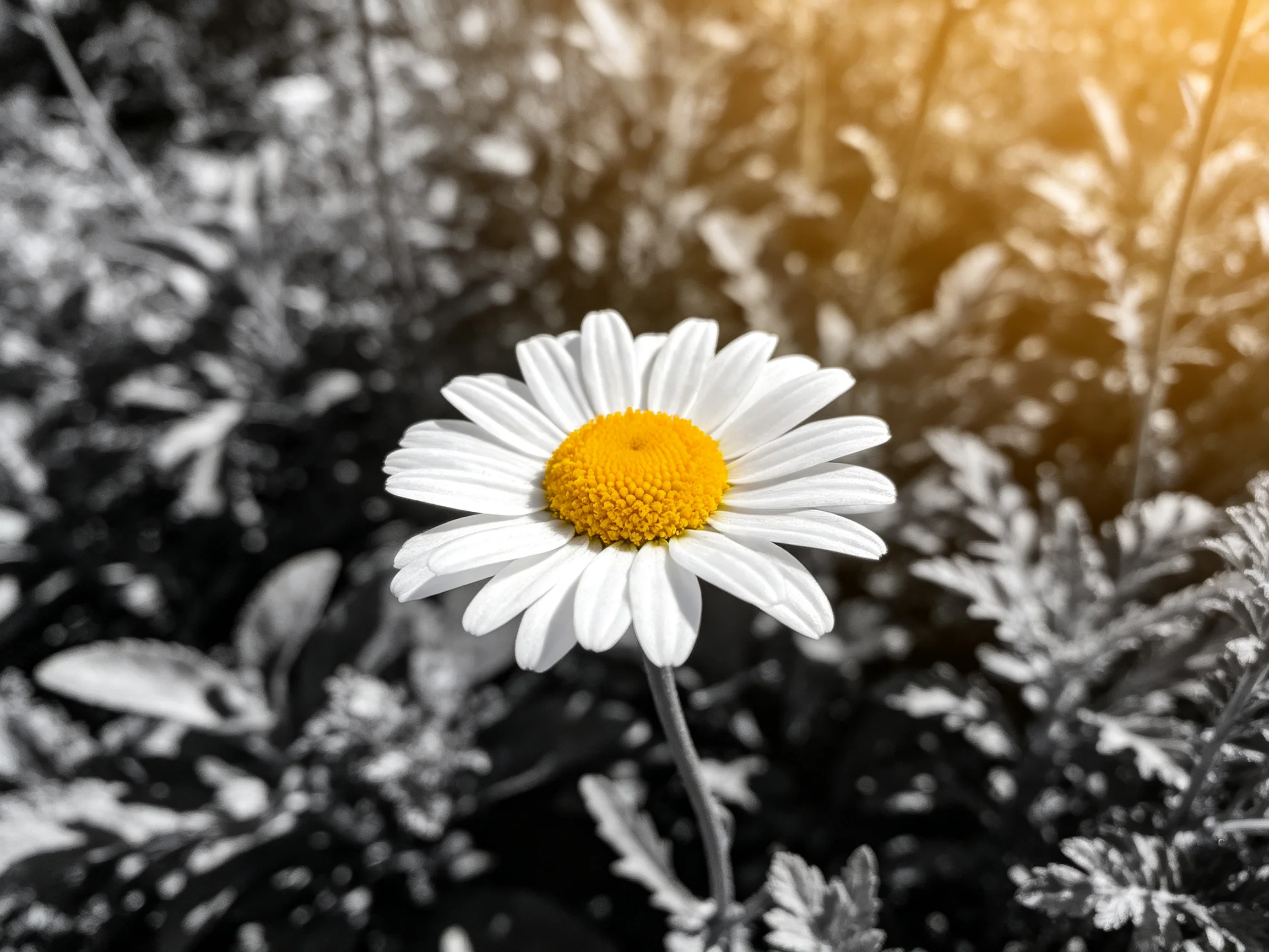 A single daisy with white petals and yellow center amid monochrome foliage