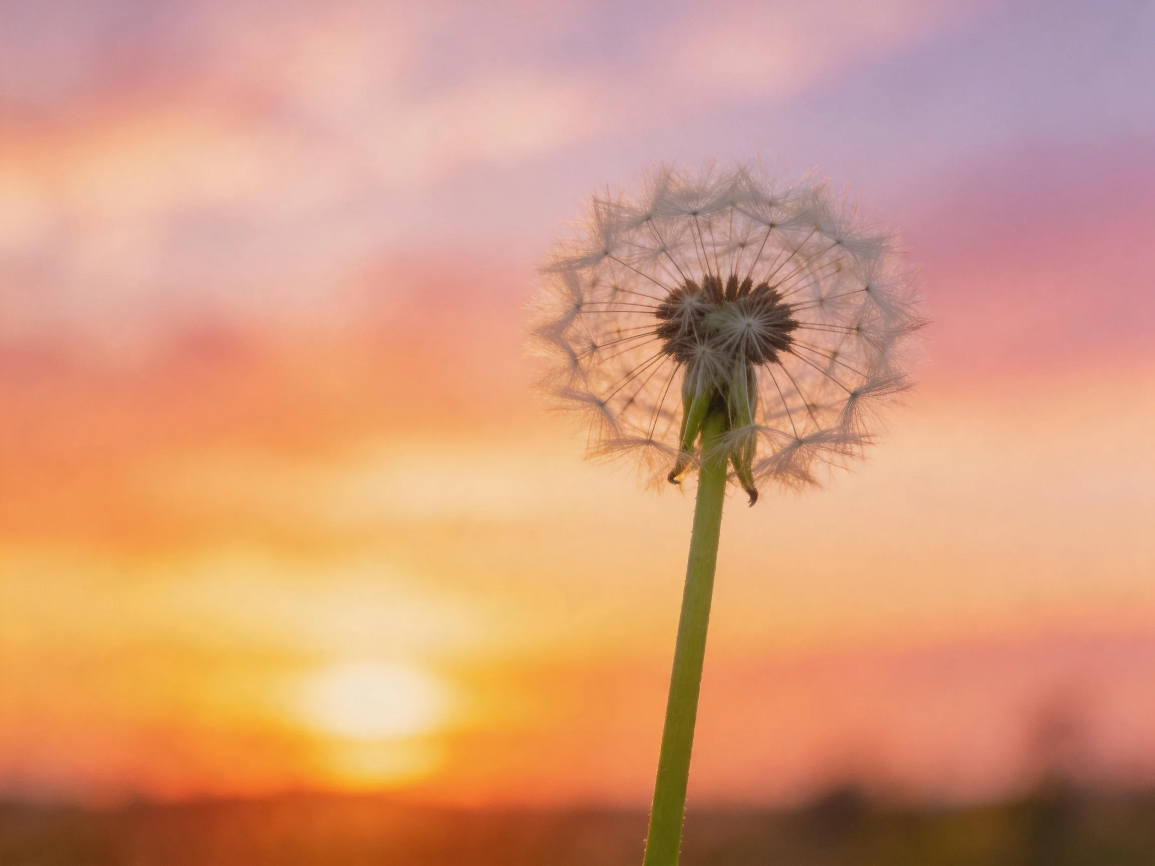 A single dandelion seed head against a vibrant sunset sky