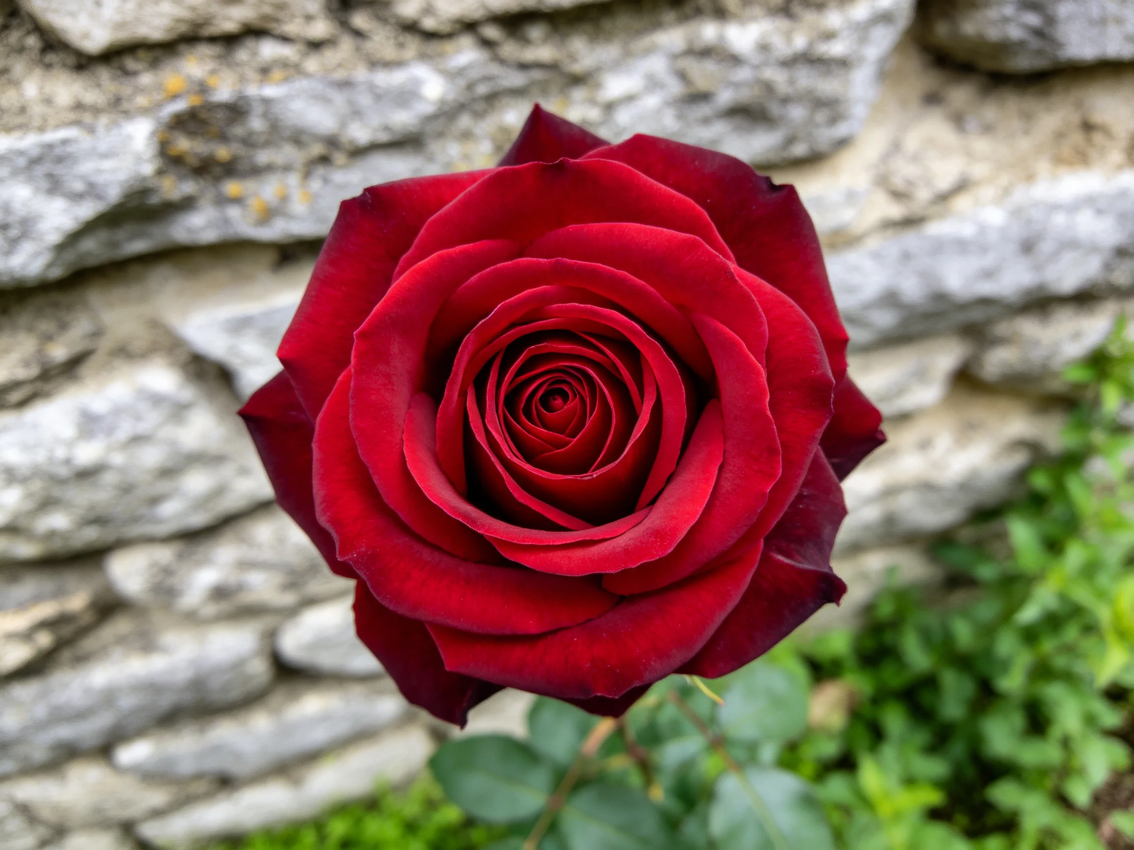 A single deep red rose against a weathered stone wall