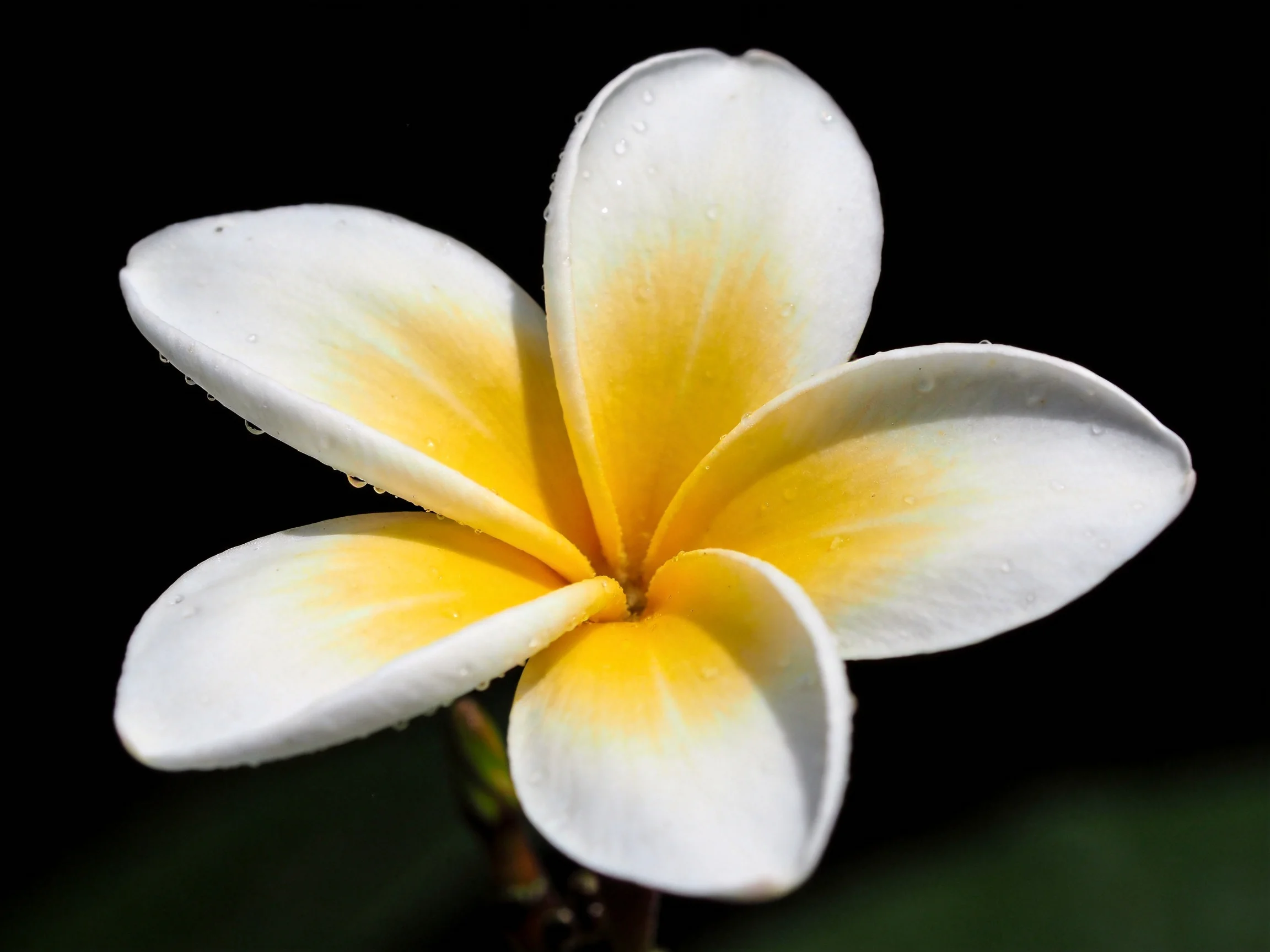 A single frangipani flower with white and yellow petals