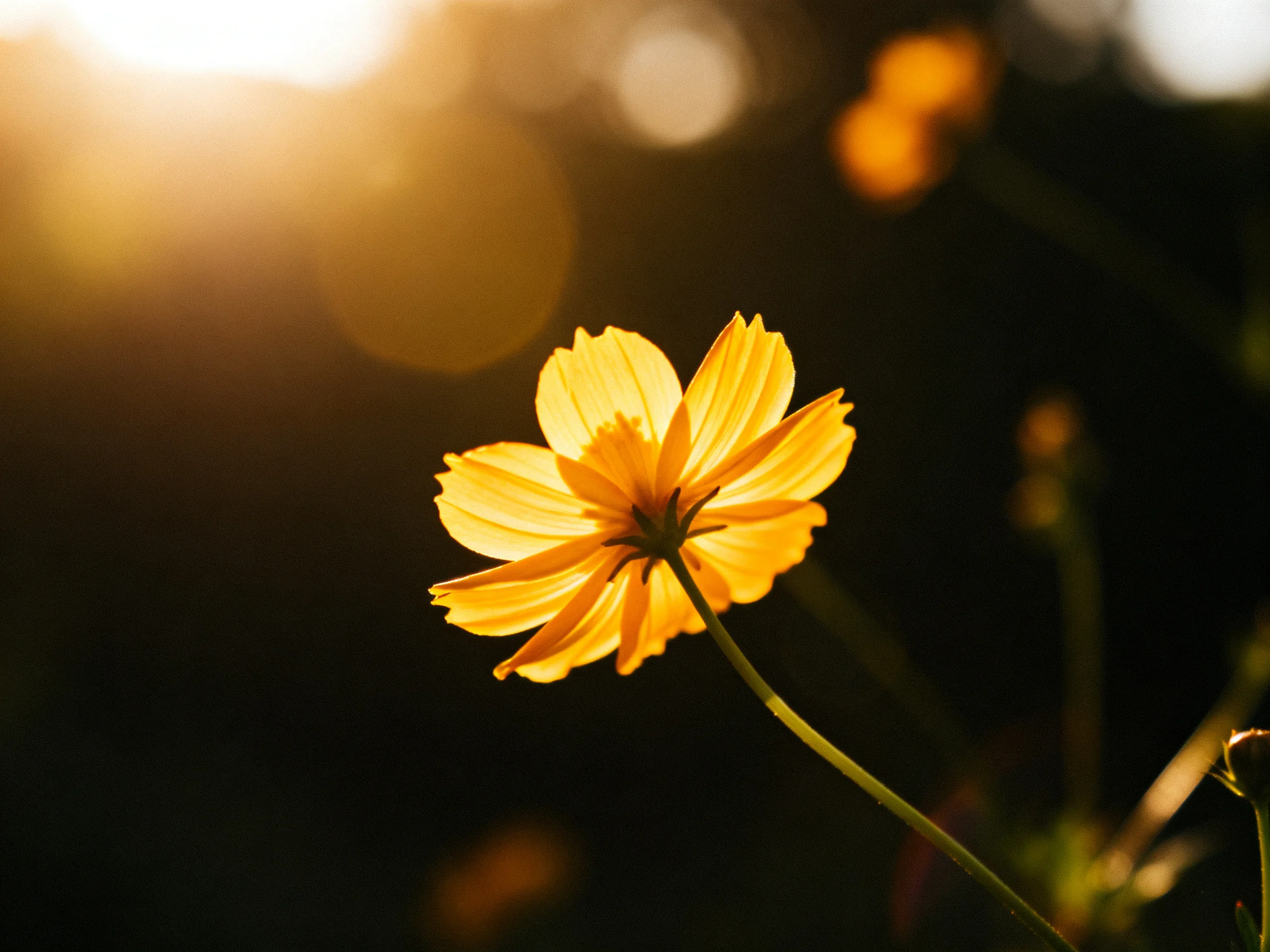 A single golden cosmos flower illuminated by warm sunlight