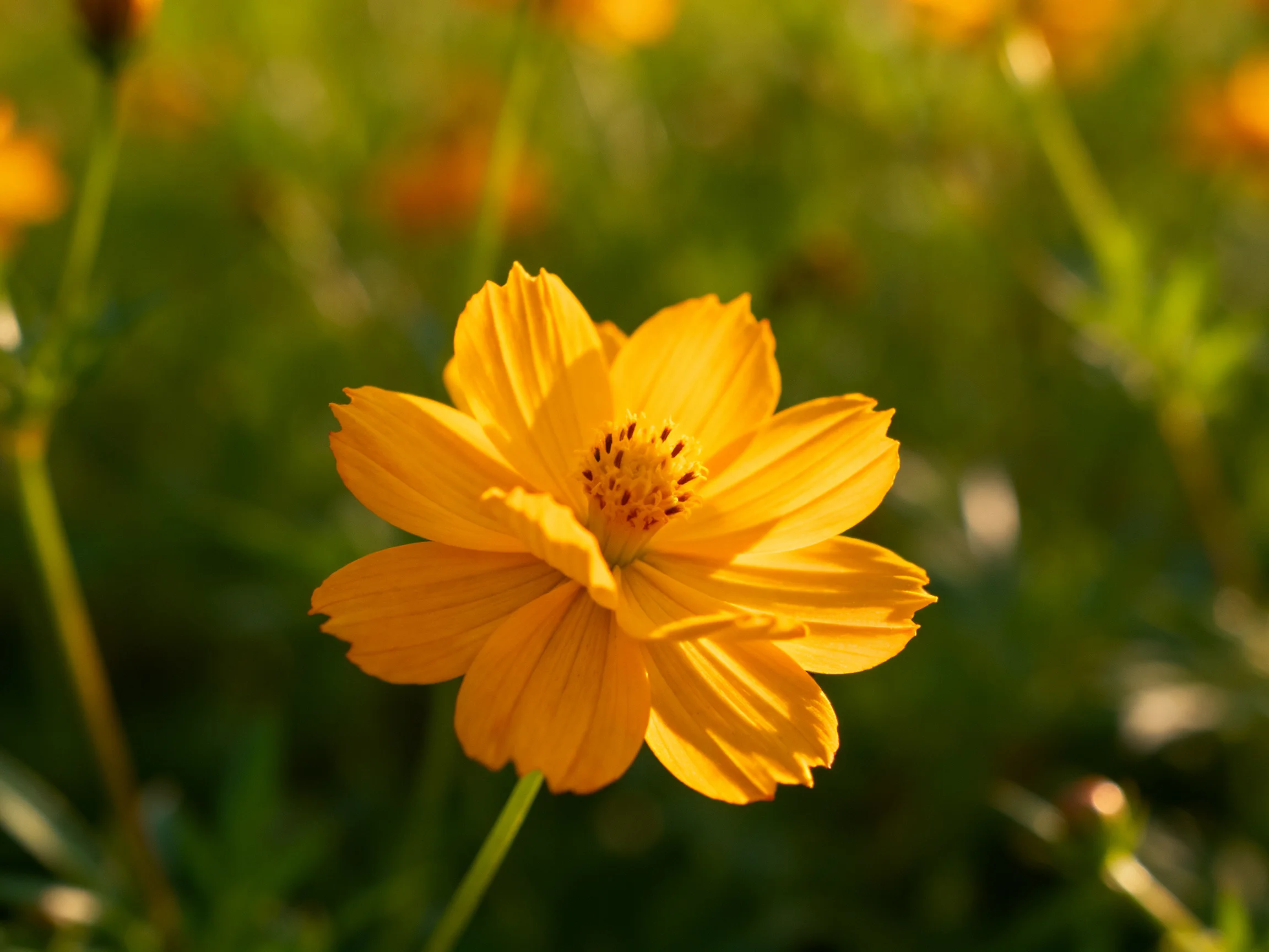 A single golden-yellow flower shines among blurred green foliage.