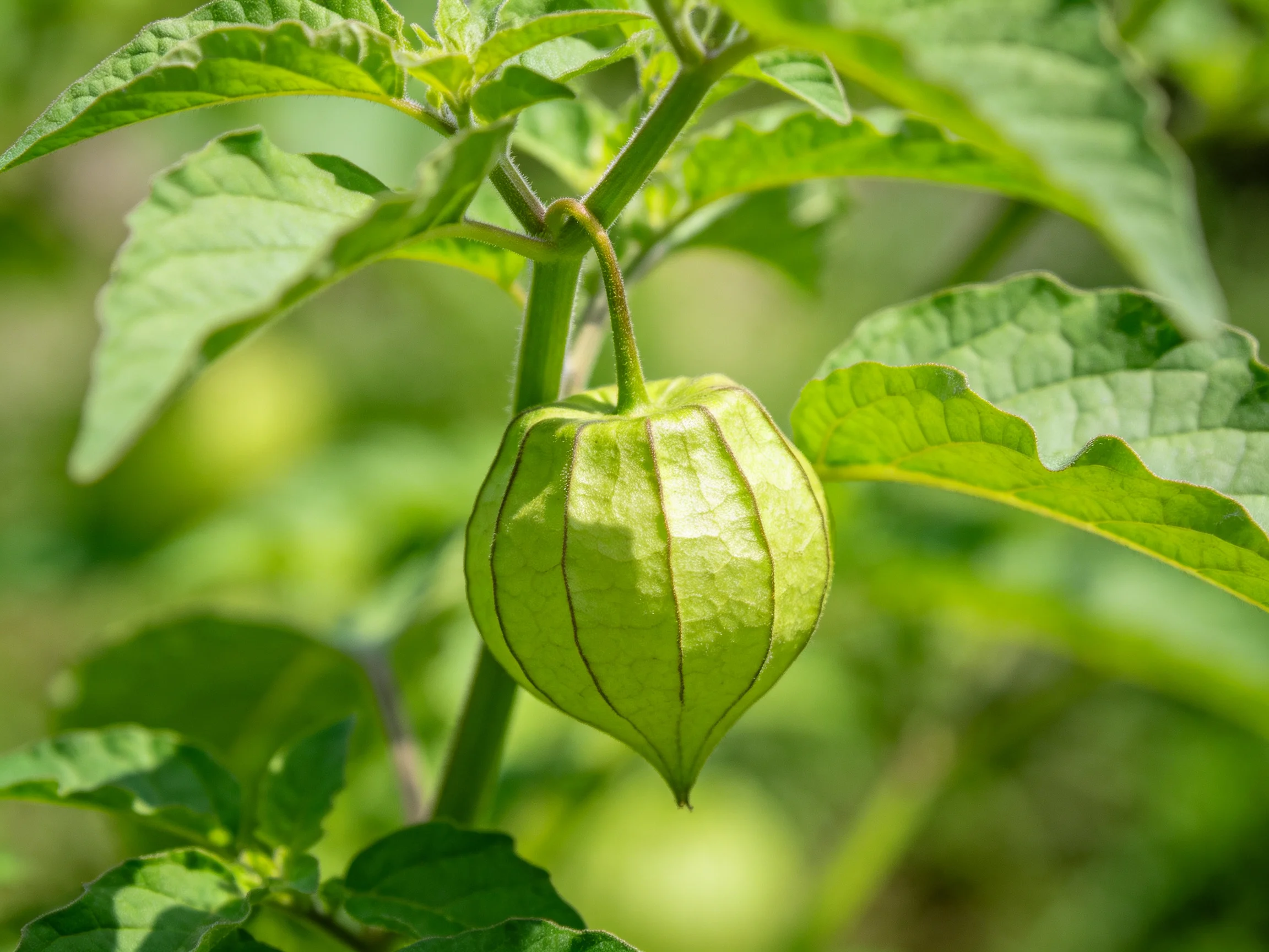 A single green physalis fruit hangs amid broad, veined foliage.