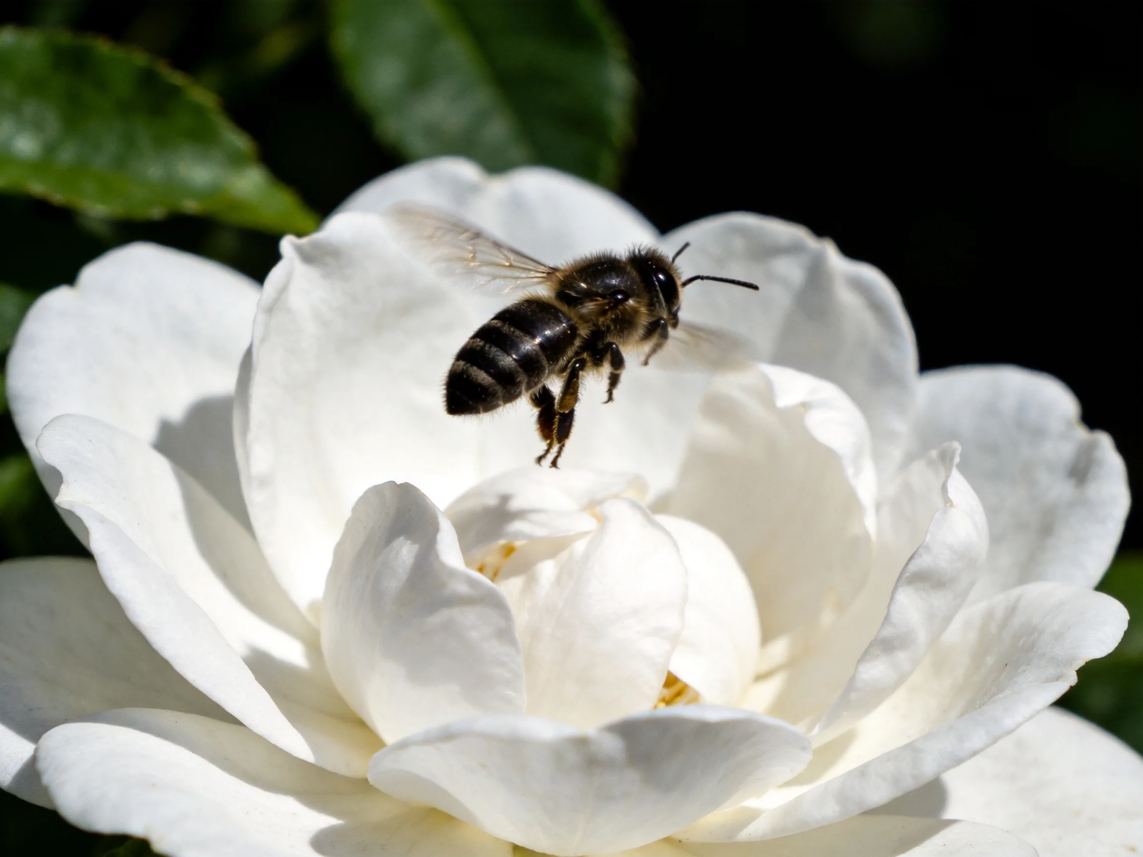 A single honeybee hovers over a large white rose with green leaves
