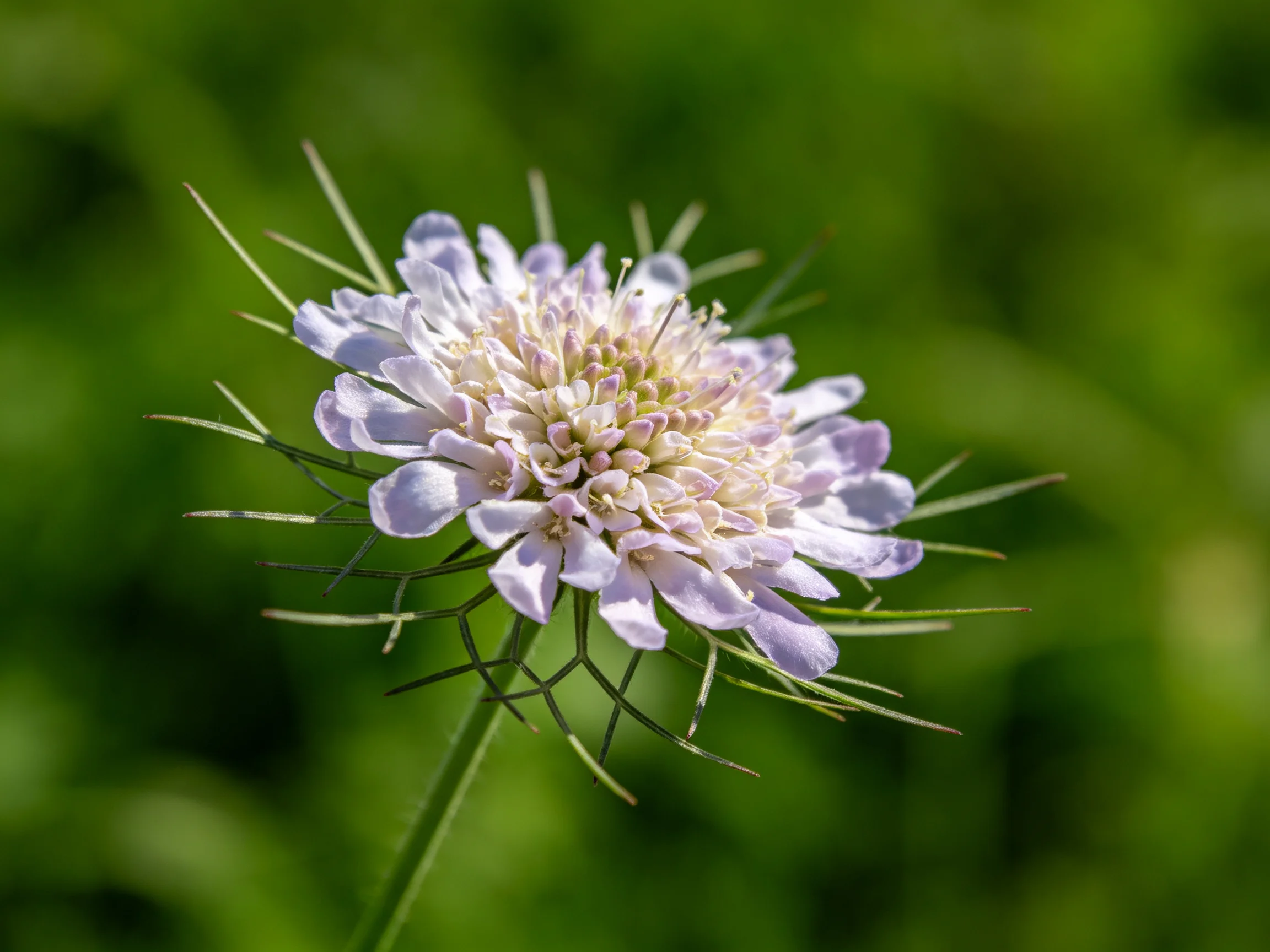 A single lavender scabious flower with green foliage backdrop
