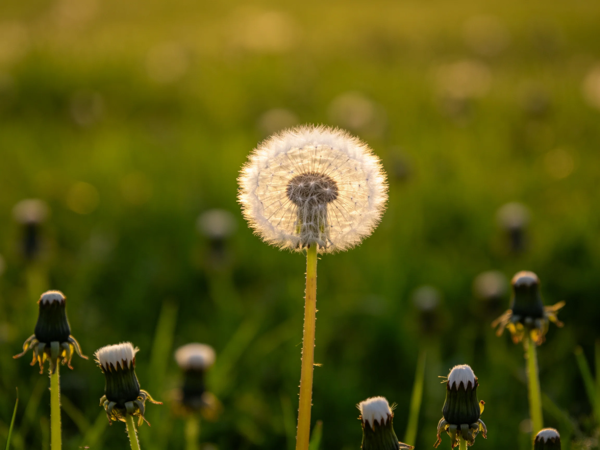 A single mature dandelion stands among younger buds in a sunlit meadow