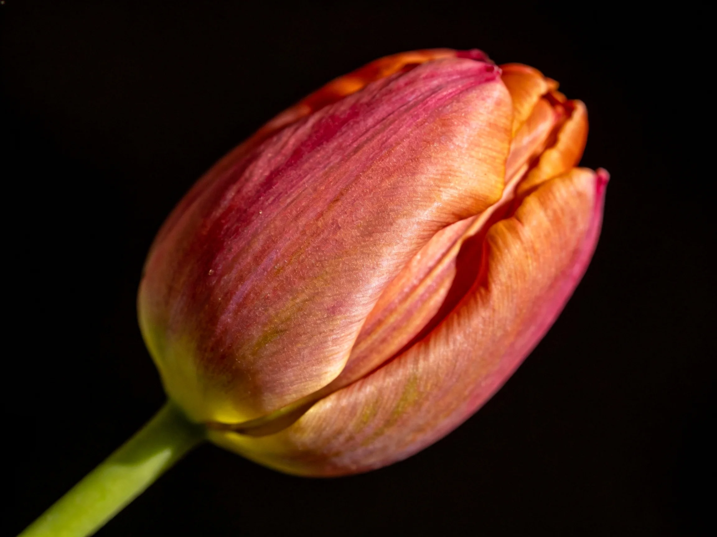 A single orange-pink tulip bud with a green stem