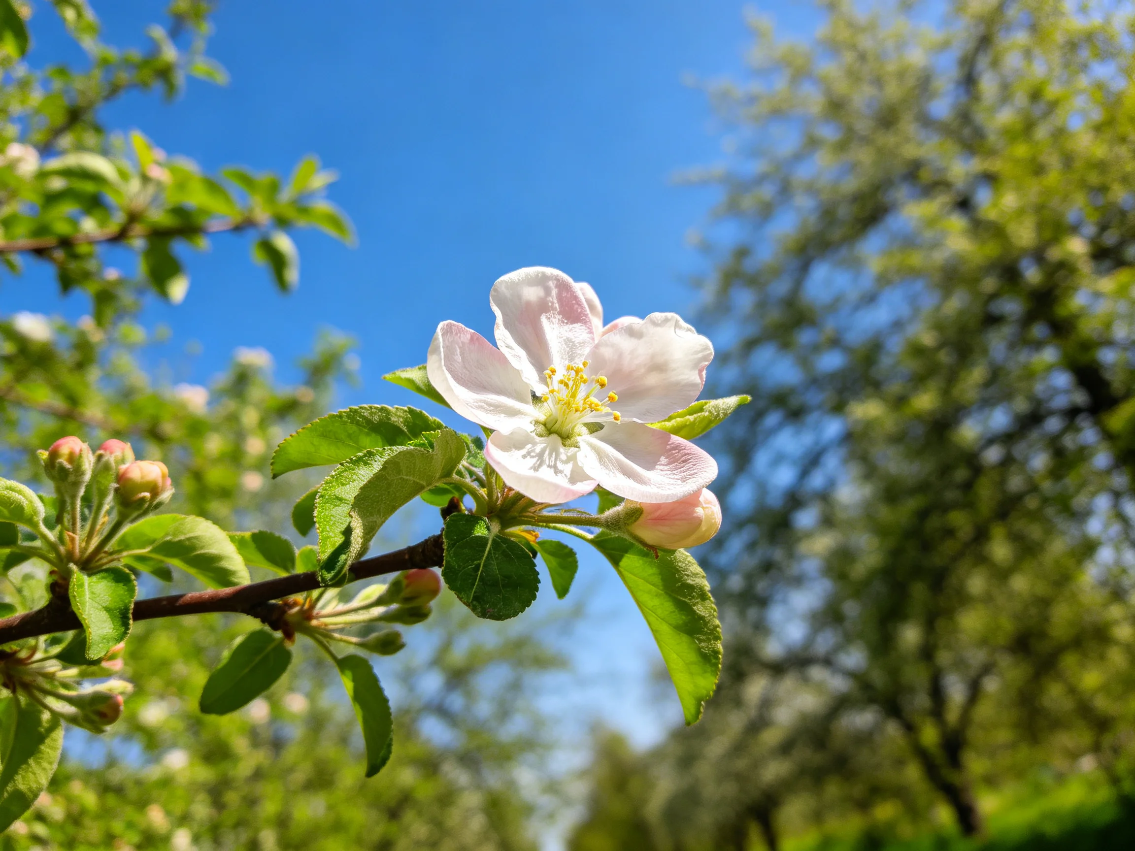 A single pink-and-white apple blossom on a branch with green foliage