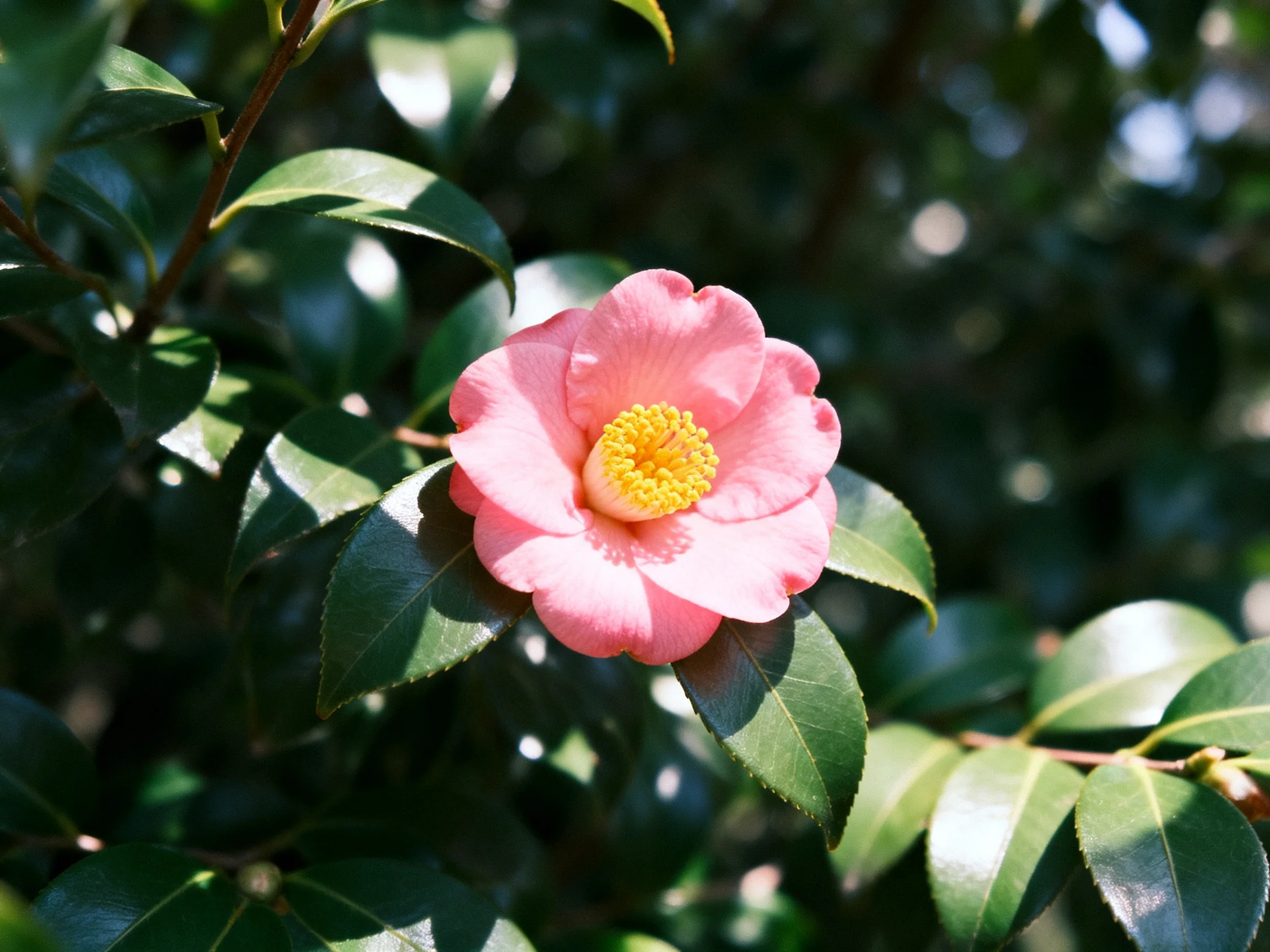 A single pink camellia bloom amid glossy dark green foliage