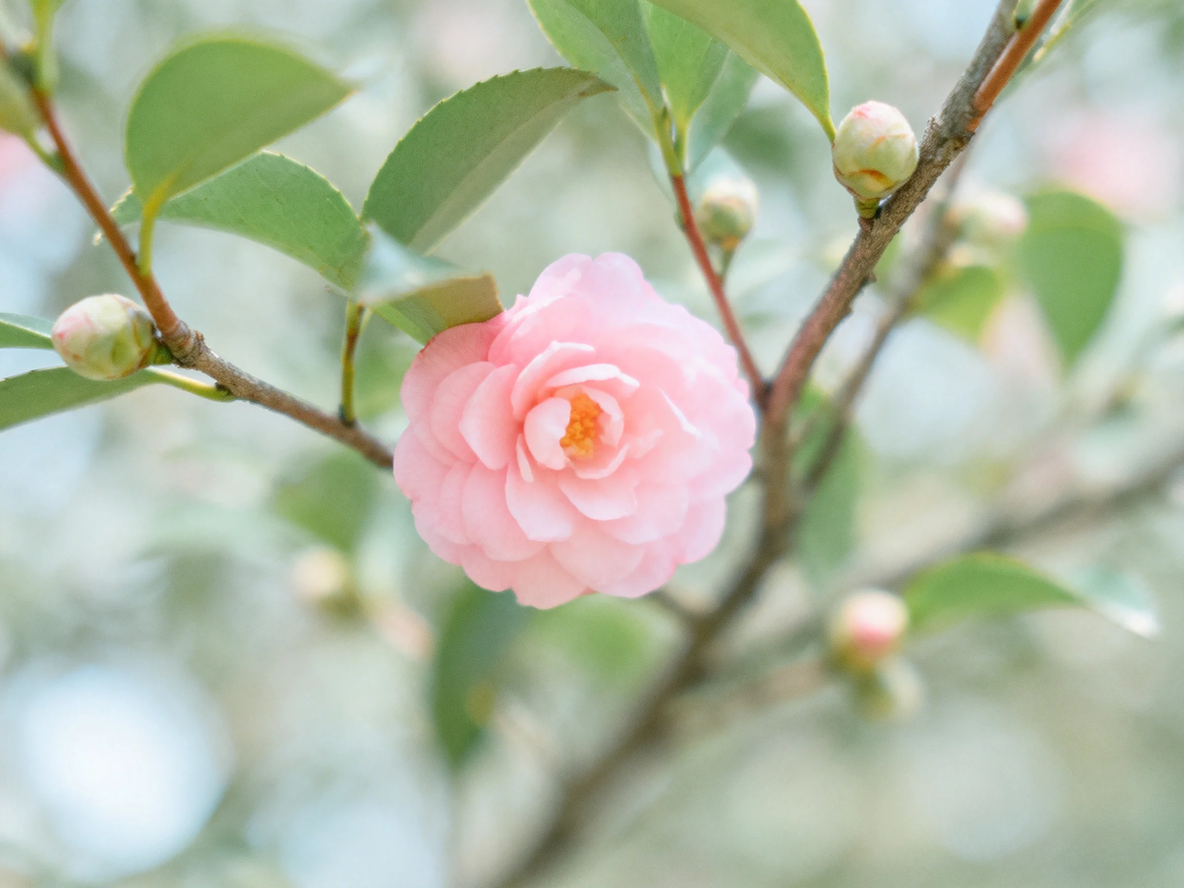 A single pink camellia blooms amid green buds and broad leaves