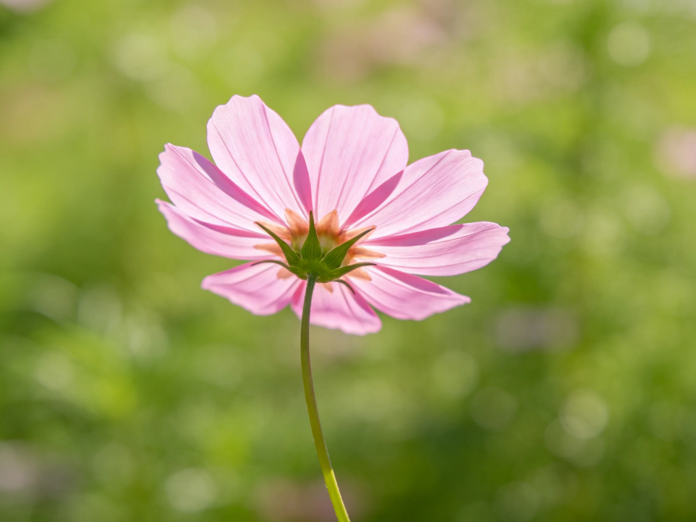 A single pink cosmos flower with delicate petals against a blurred green background
