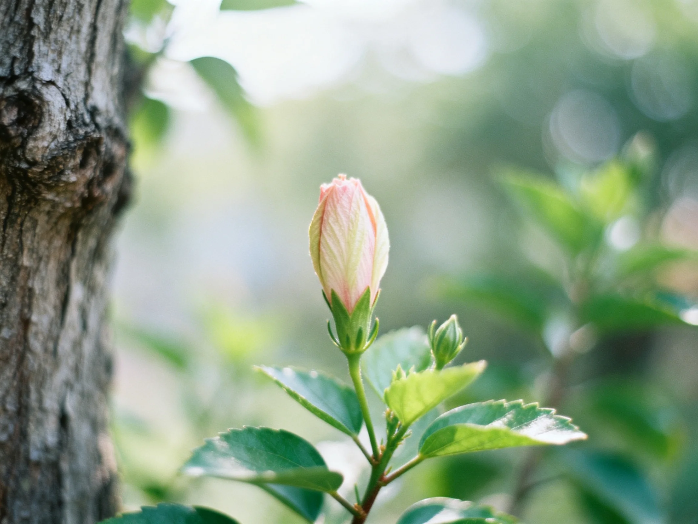 A single pink flower bud near a textured brown tree trunk