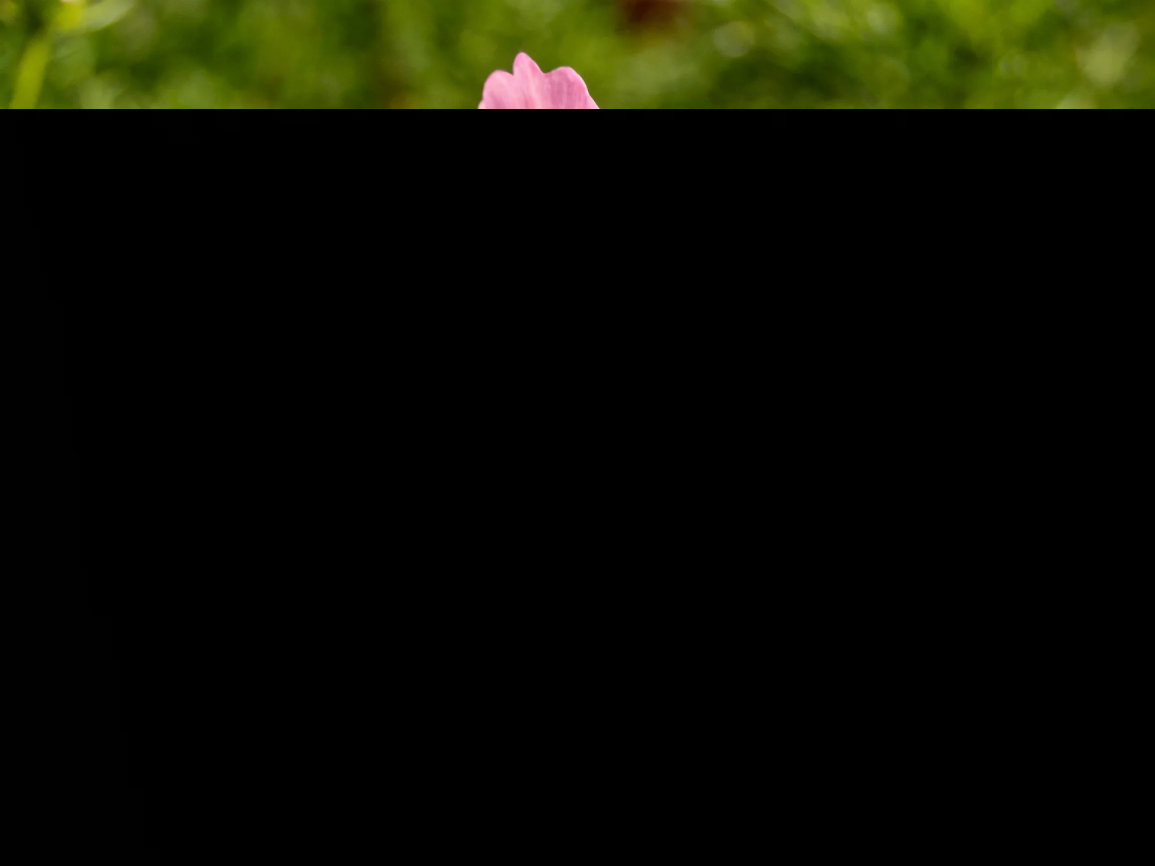 A single pink flower peeks from lush green foliage